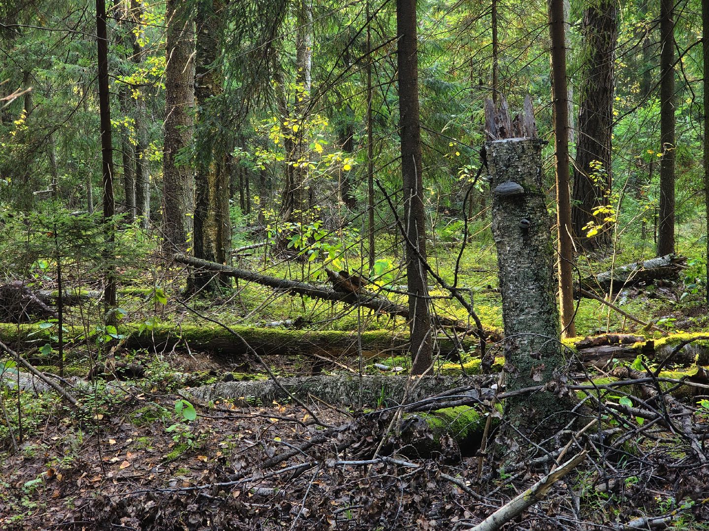 Павловский Посад, Городской округ Павловский Посад, Люди, Церковь, Мистика, Деревня,