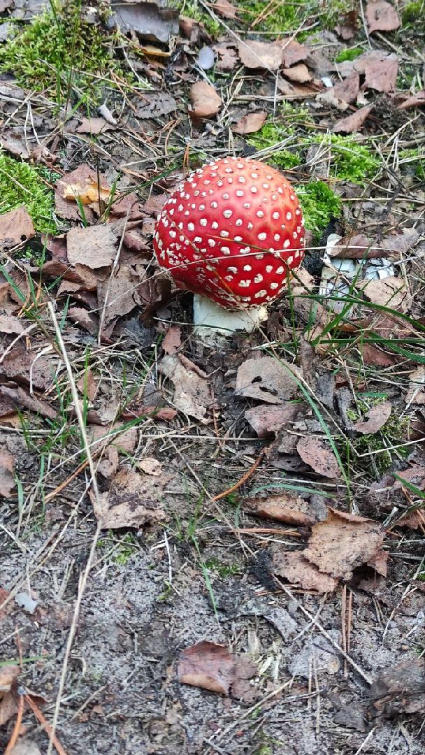 грибной сезон, грибы, Шатура,