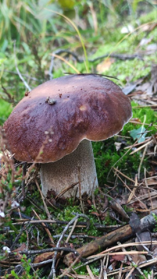 грибной сезон, грибы, Шатура,