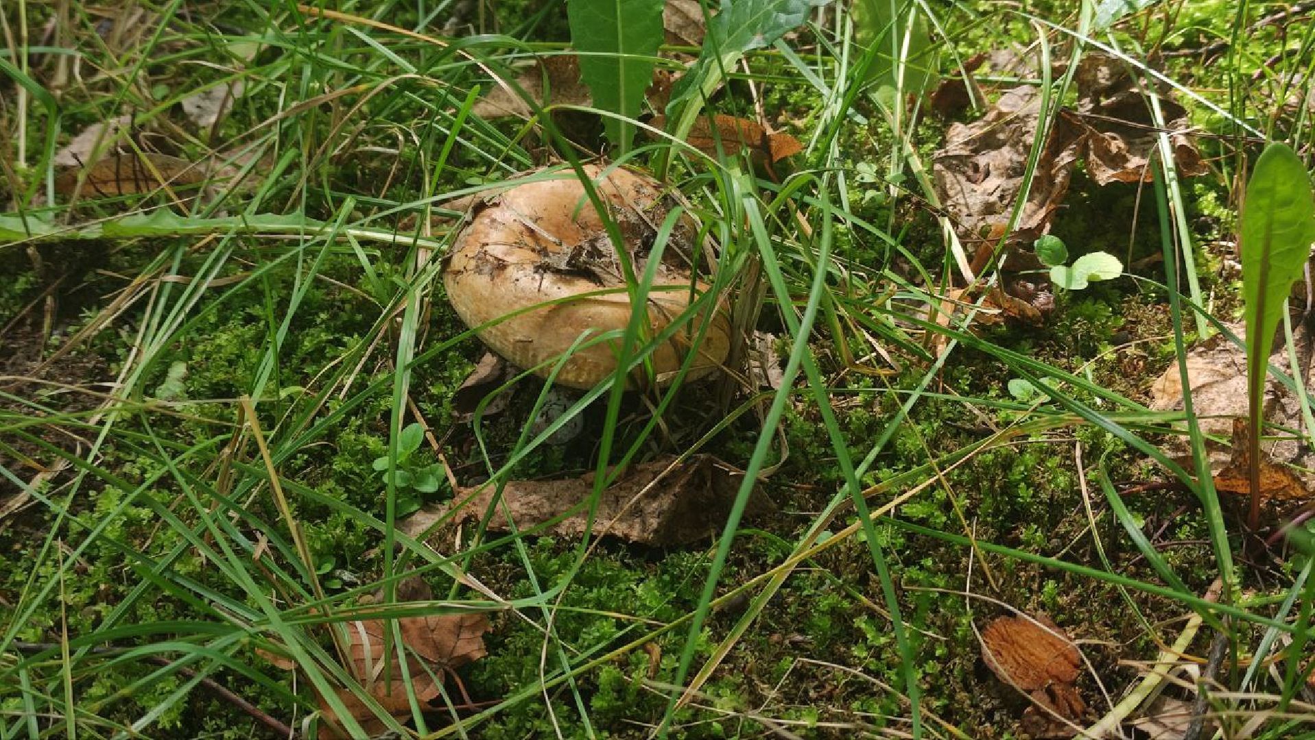 грибной сезон, грибы, Шатура,