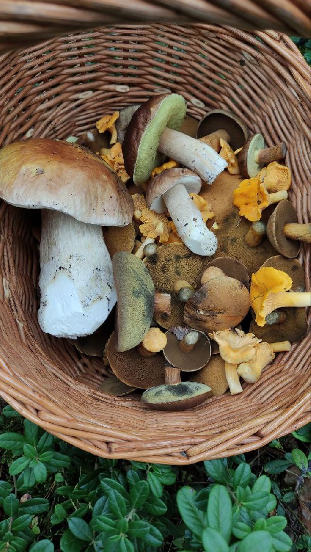 грибной сезон, грибы, Шатура,