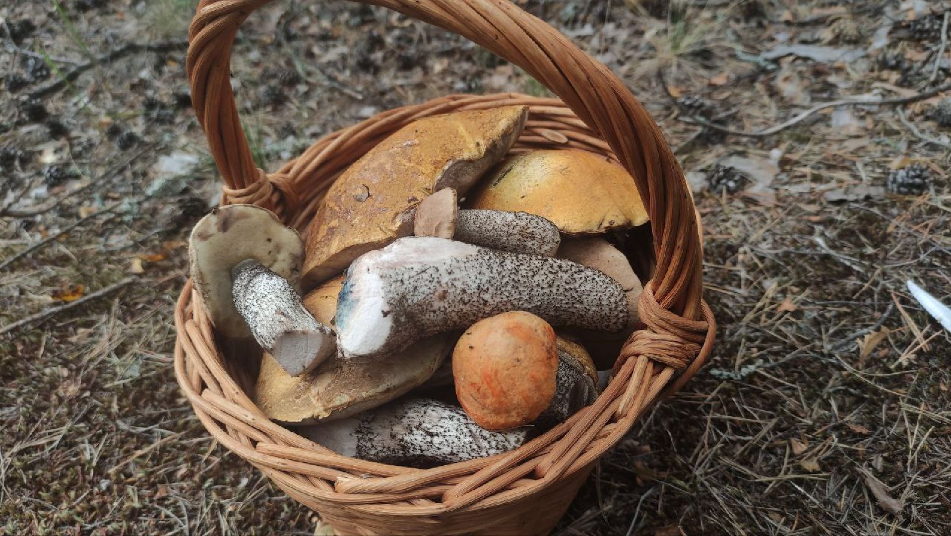 грибной сезон, грибы, Шатура,