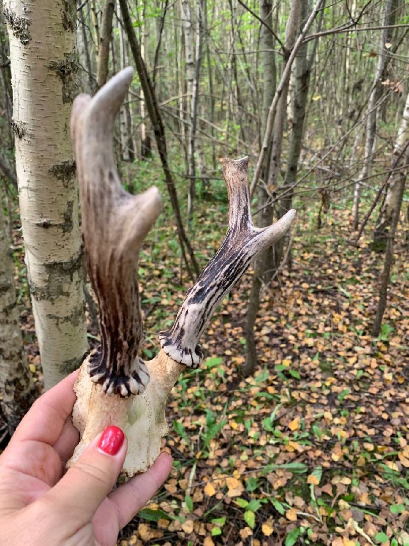 кашира, парк, фотоконкурс, осень, грибы, рога,