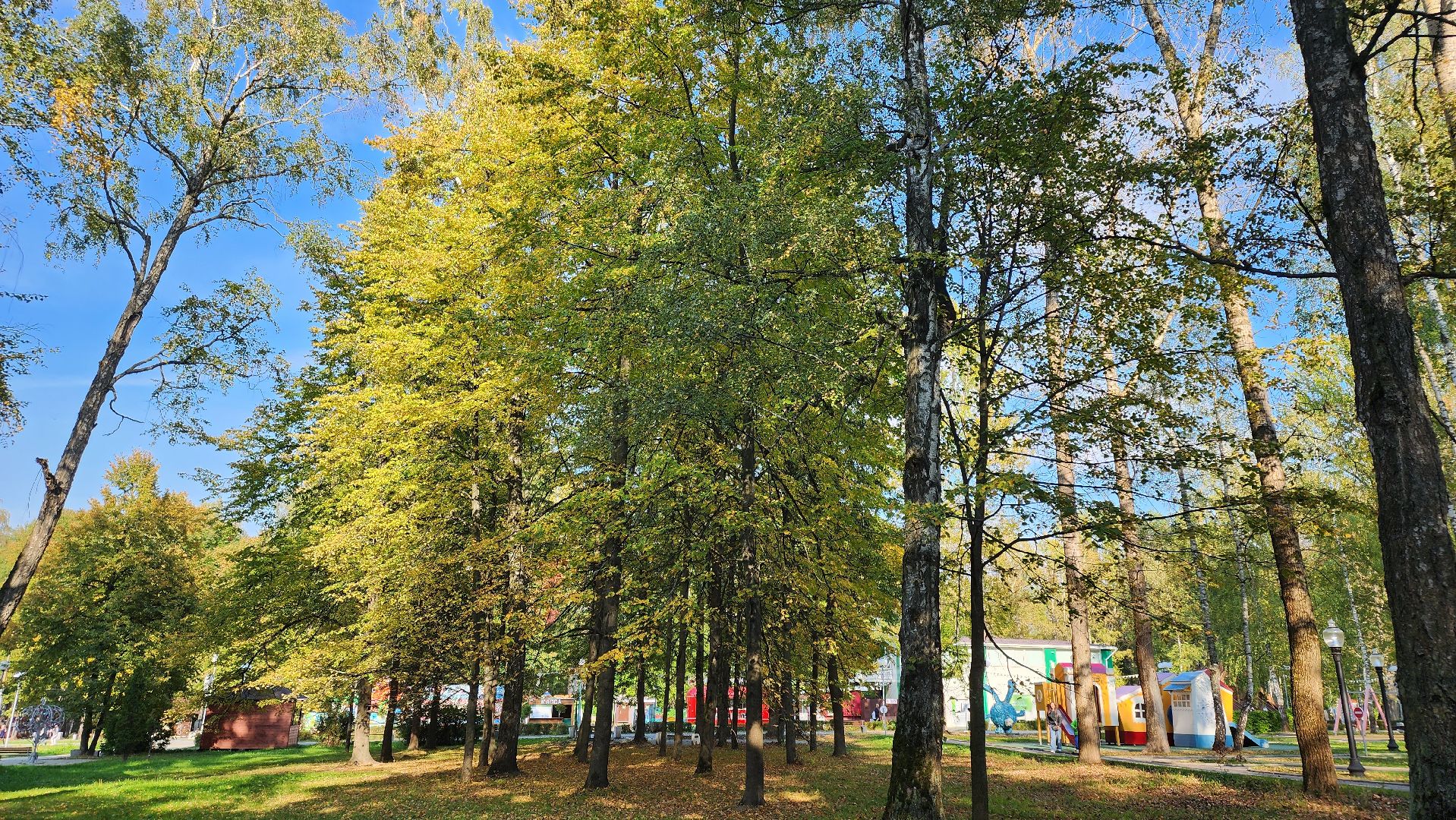 кашира, парк, фотоконкурс, осень, грибы, рога,