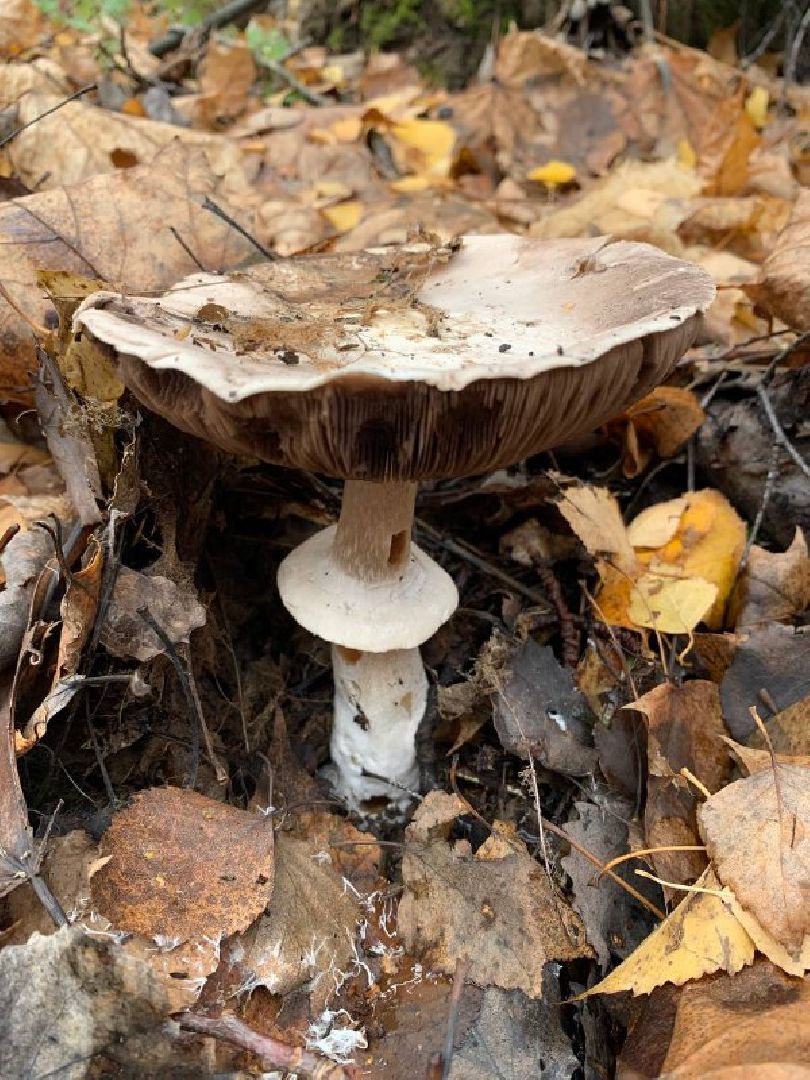 кашира, парк, фотоконкурс, осень, грибы, рога,