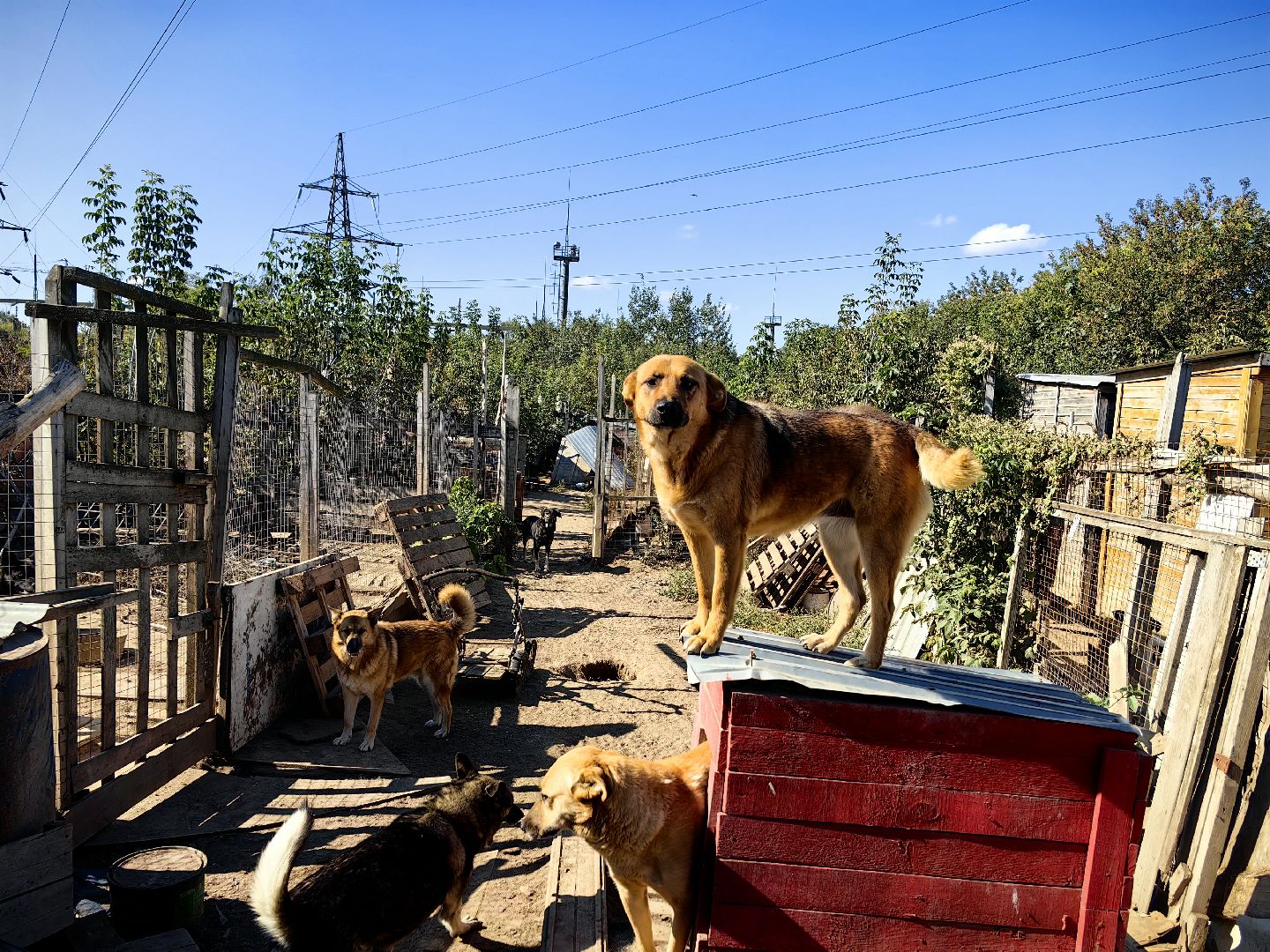 собака, приют для животных, корм, вольер,