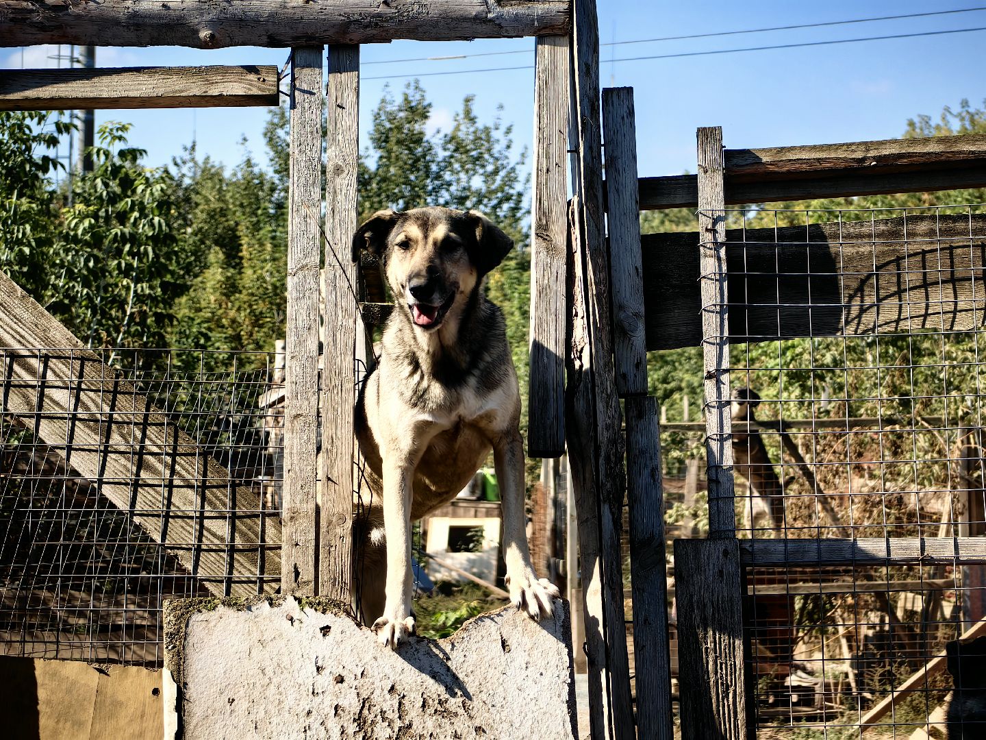 собака, приют для животных, корм, вольер,