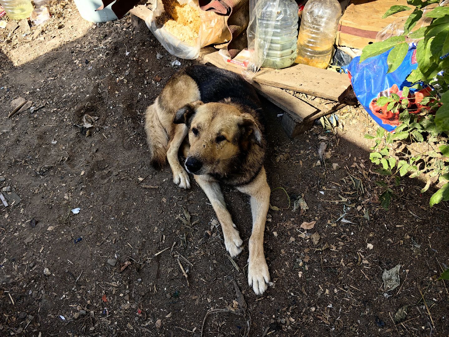 собака, приют для животных, корм, вольер,