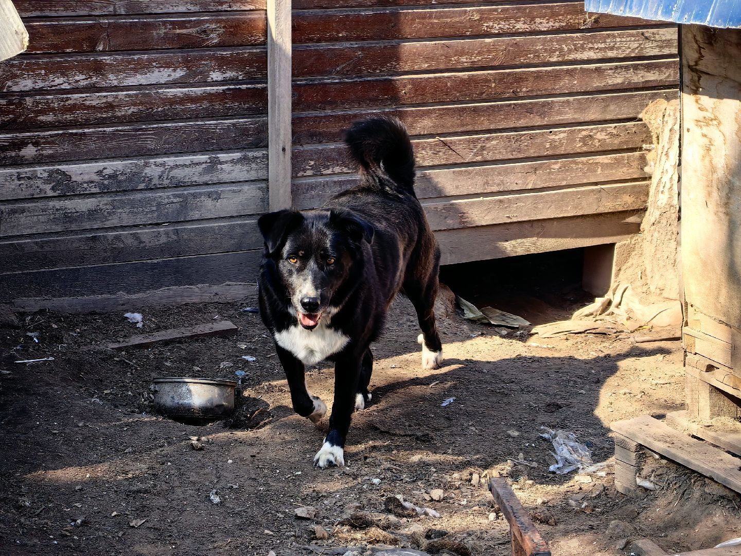 собака, приют для животных, корм, вольер,