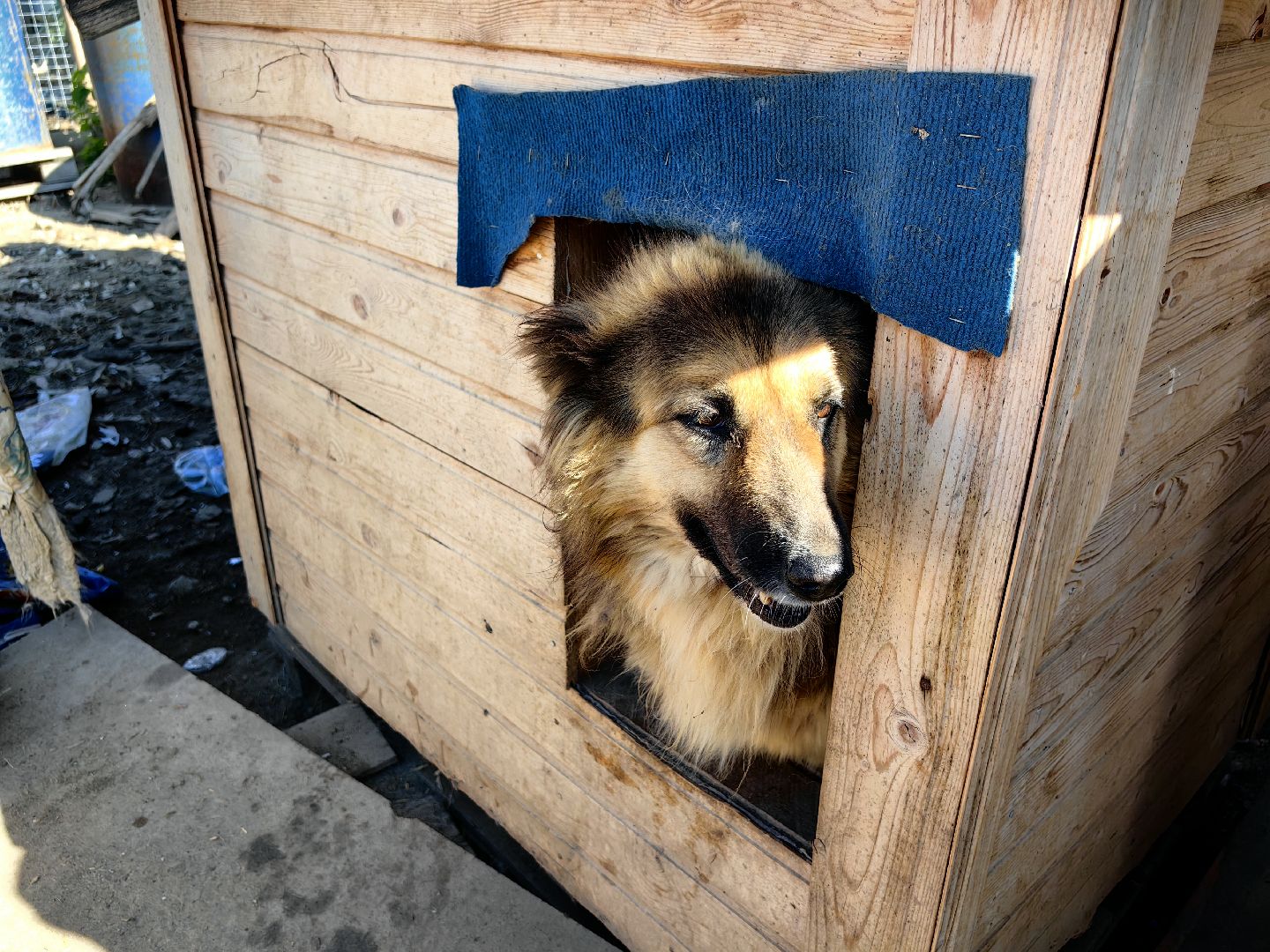 собака, приют для животных, корм, вольер,