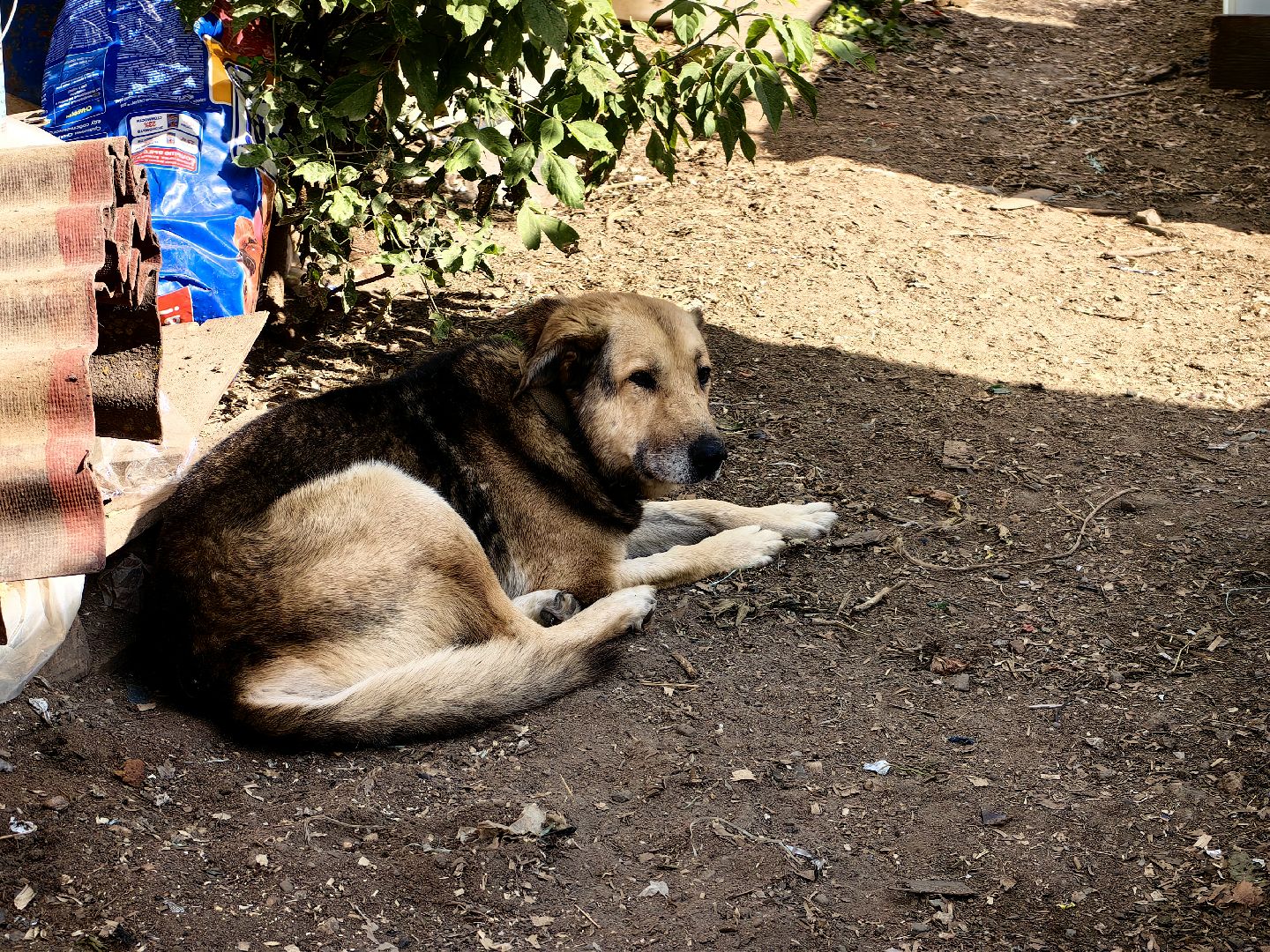 собака, приют для животных, корм, вольер,