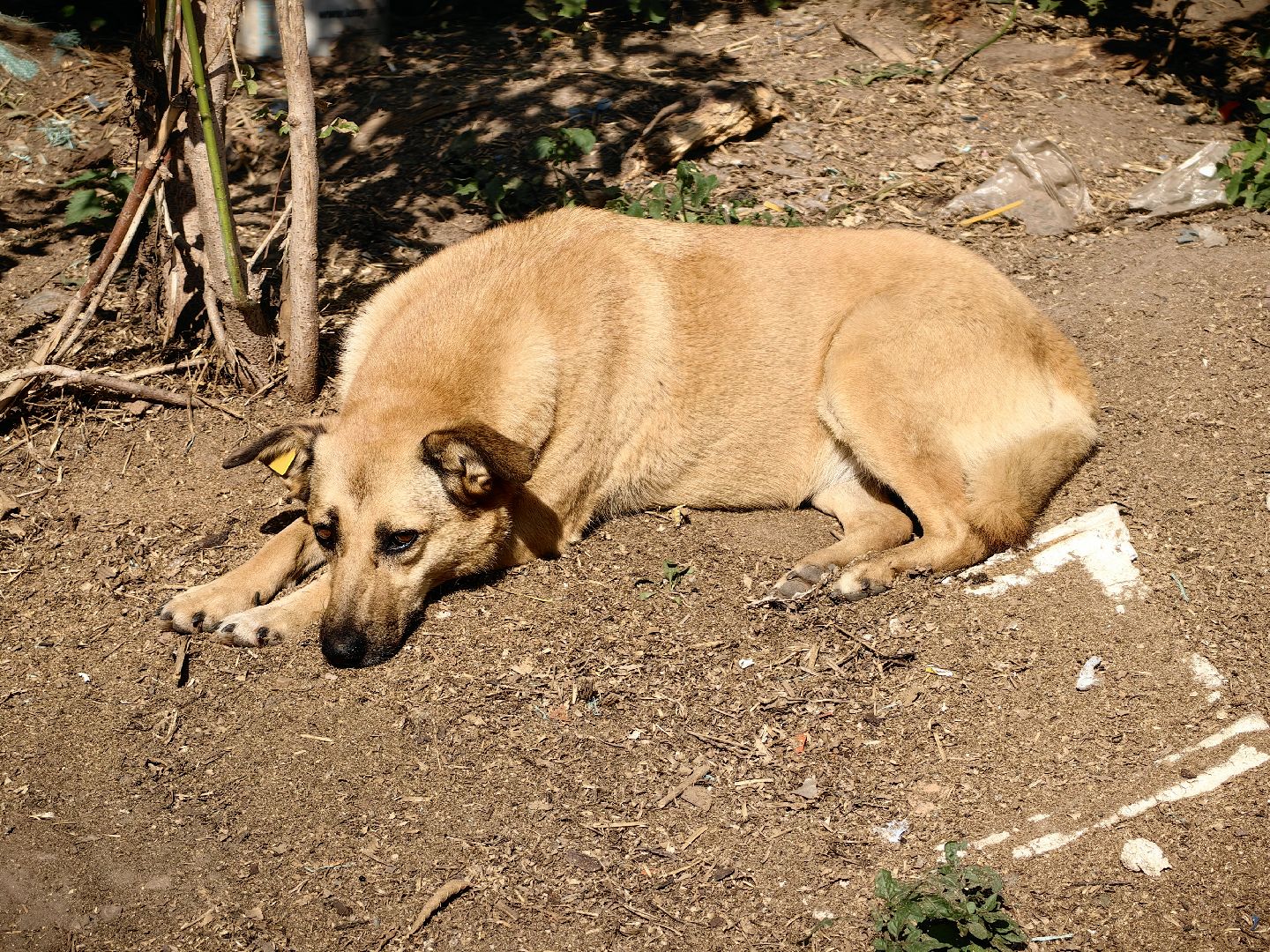 собака, приют для животных, корм, вольер,