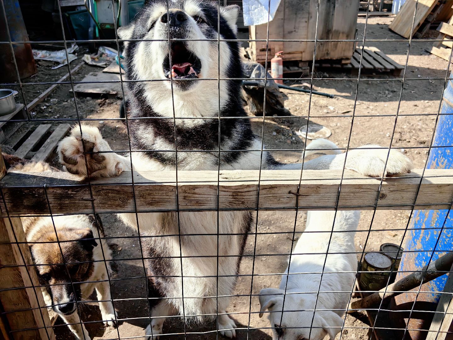 собака, приют для животных, корм, вольер,