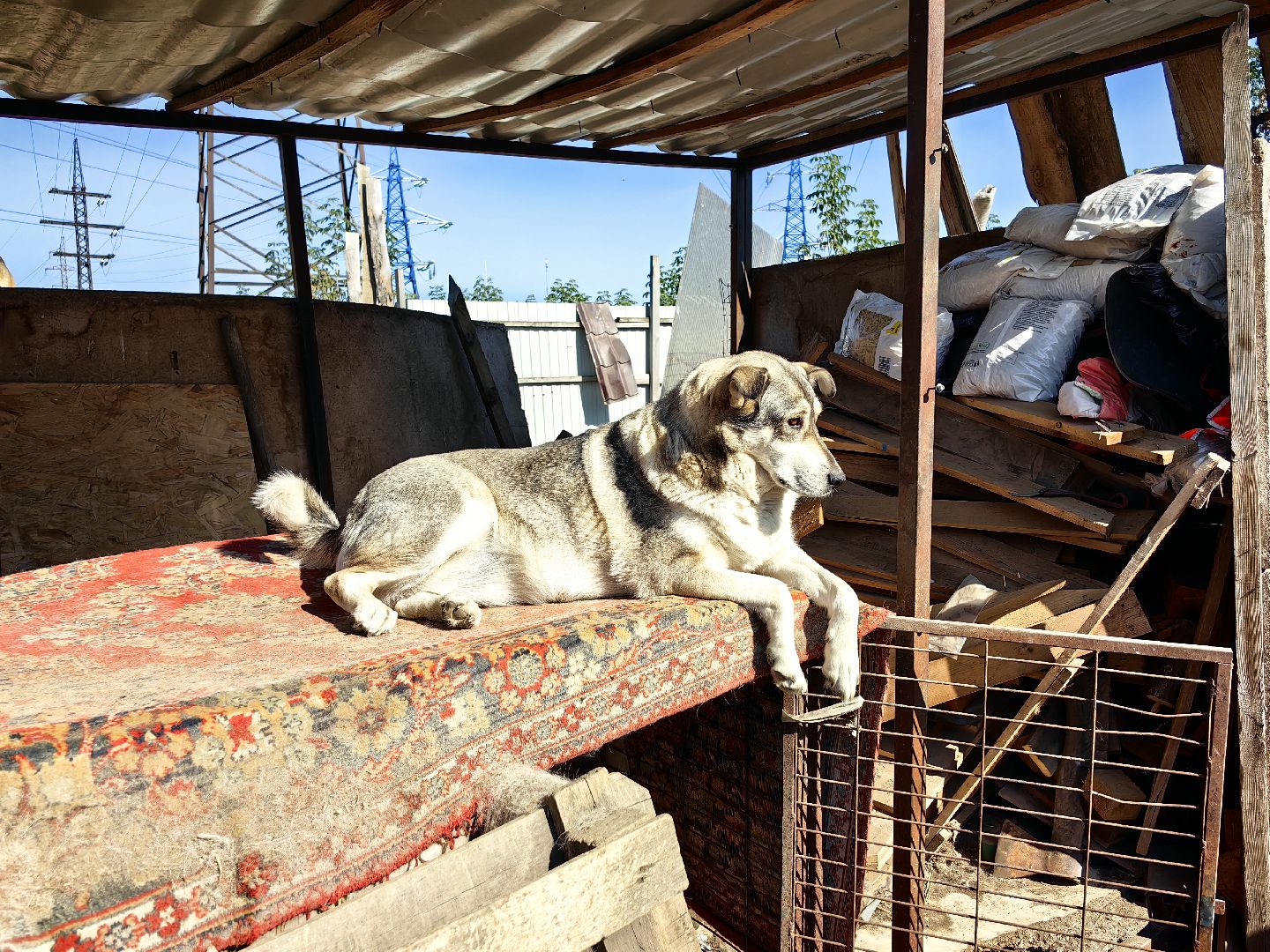 собака, приют для животных, корм, вольер,
