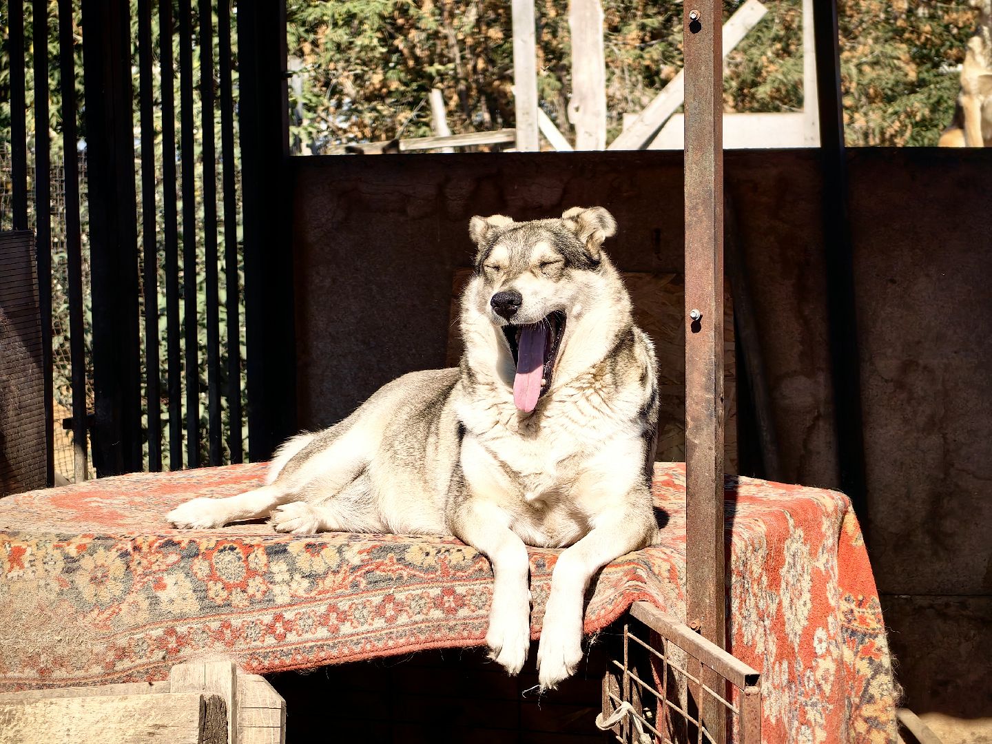 собака, приют для животных, корм, вольер,