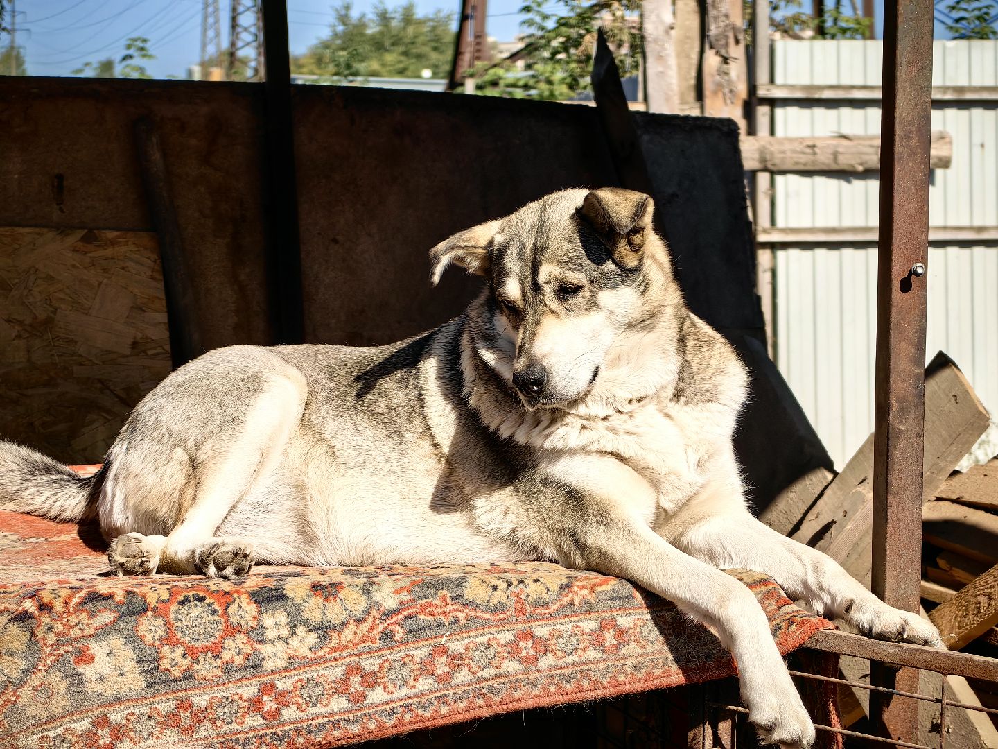 собака, приют для животных, корм, вольер,