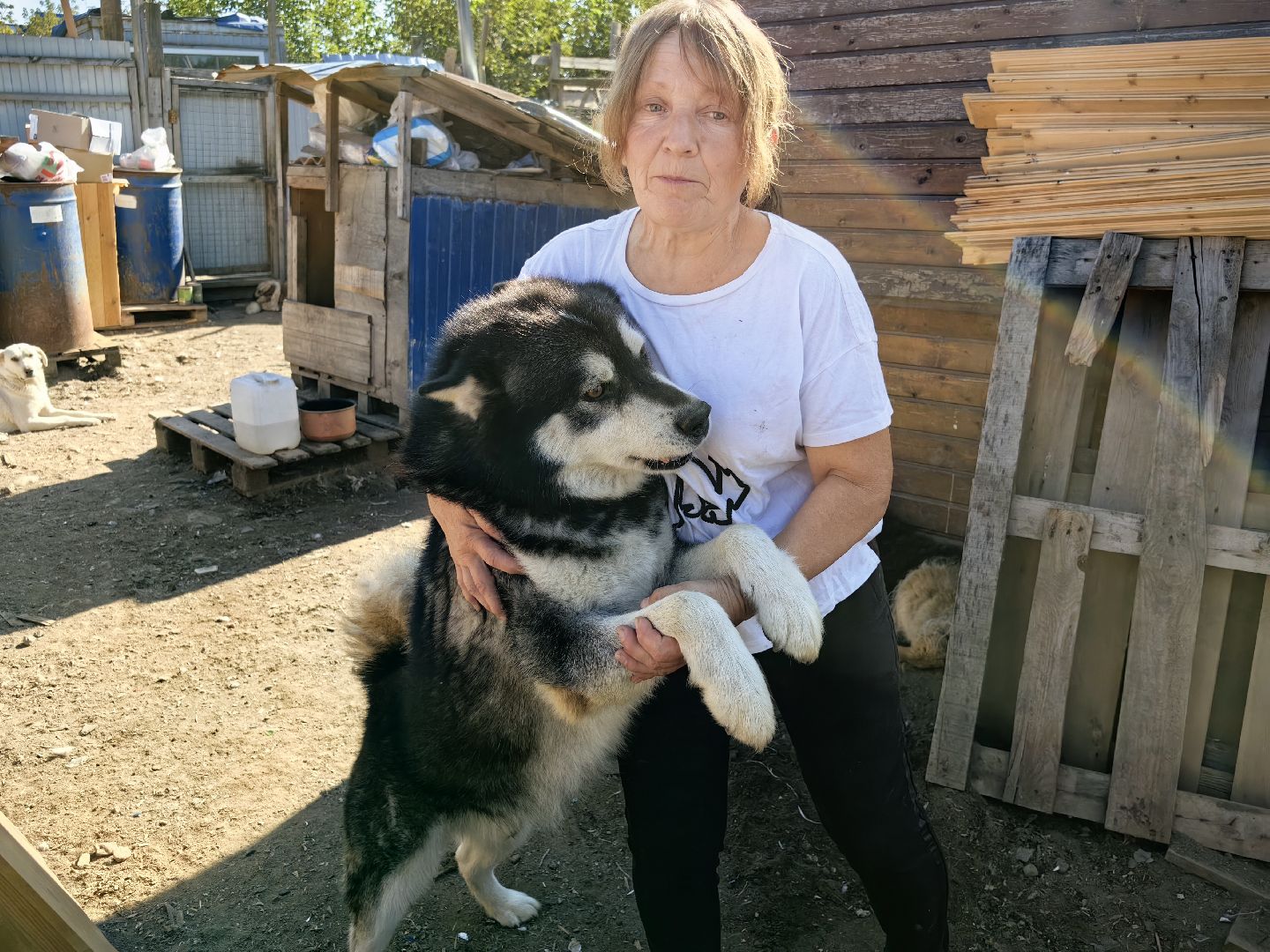 собака, приют для животных, корм, вольер,