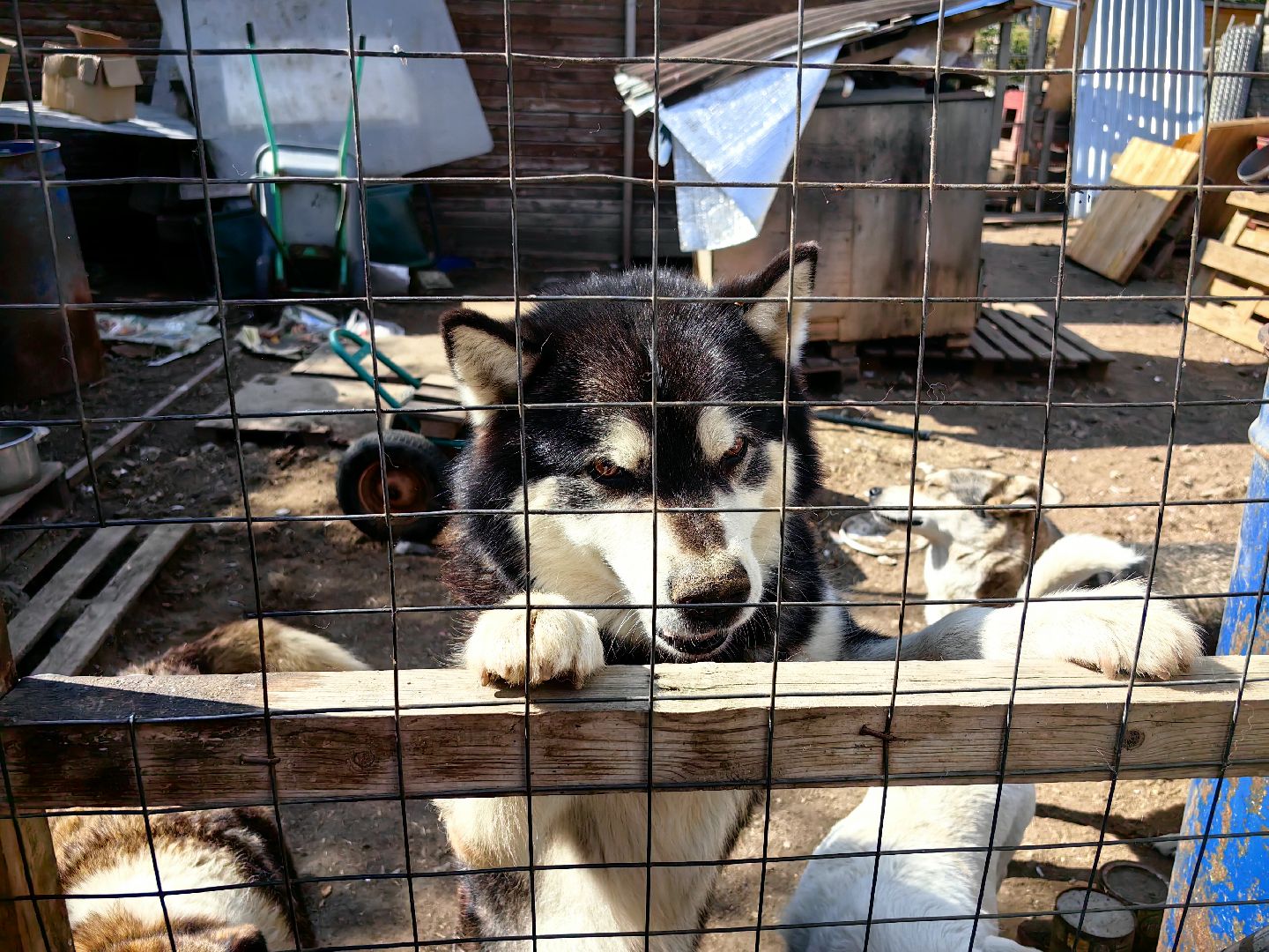 собака, приют для животных, корм, вольер,