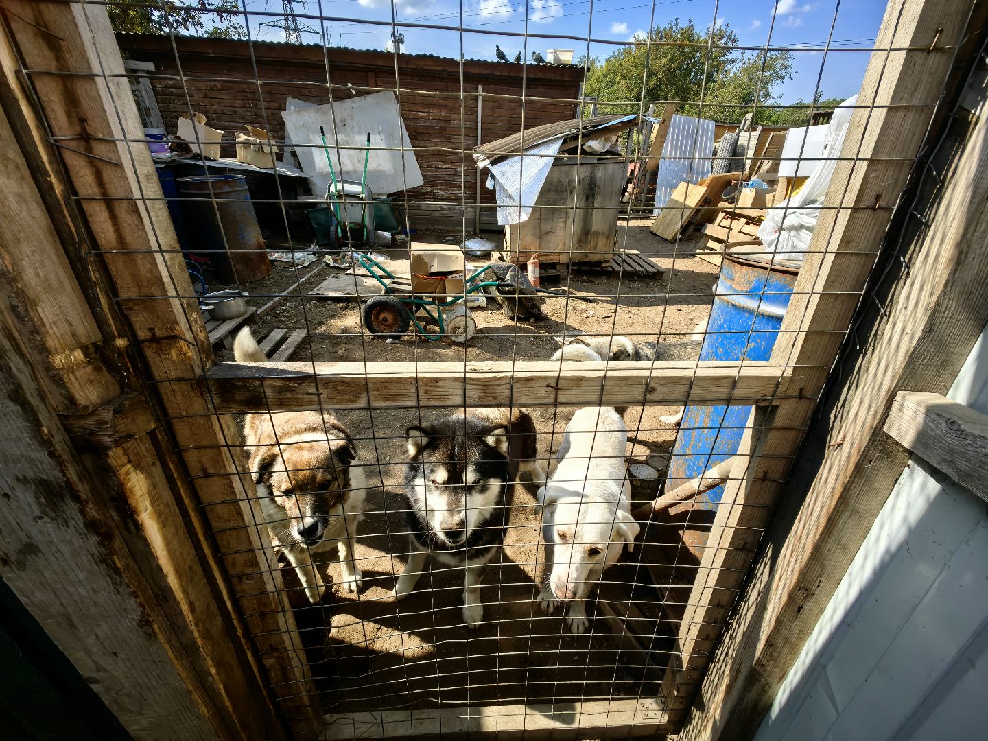 собака, приют для животных, корм, вольер,