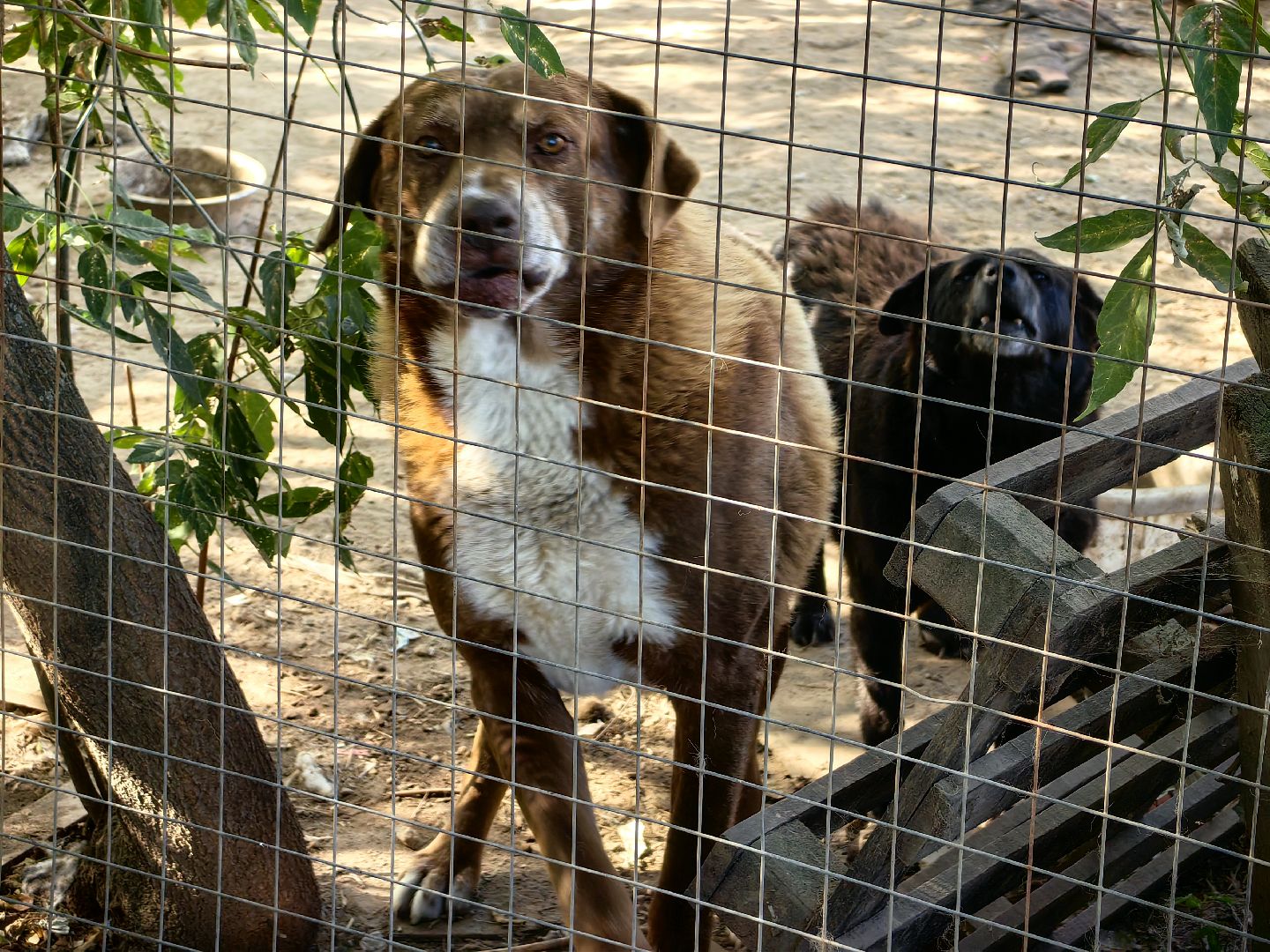 собака, приют для животных, корм, вольер,