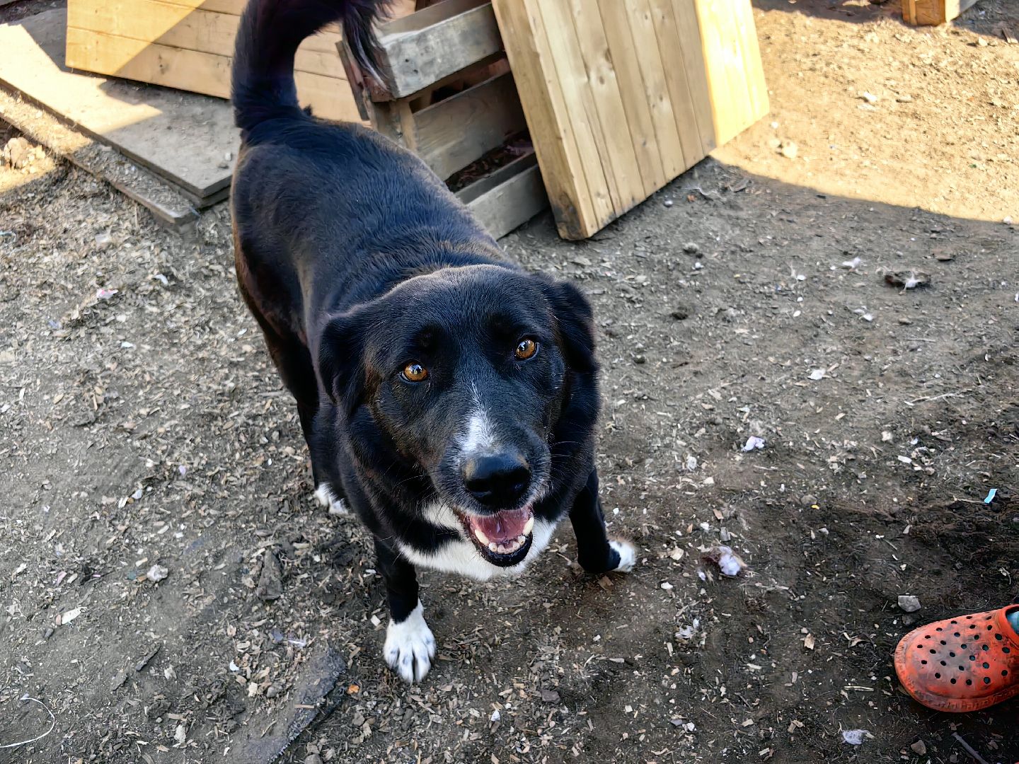 собака, приют для животных, корм, вольер,