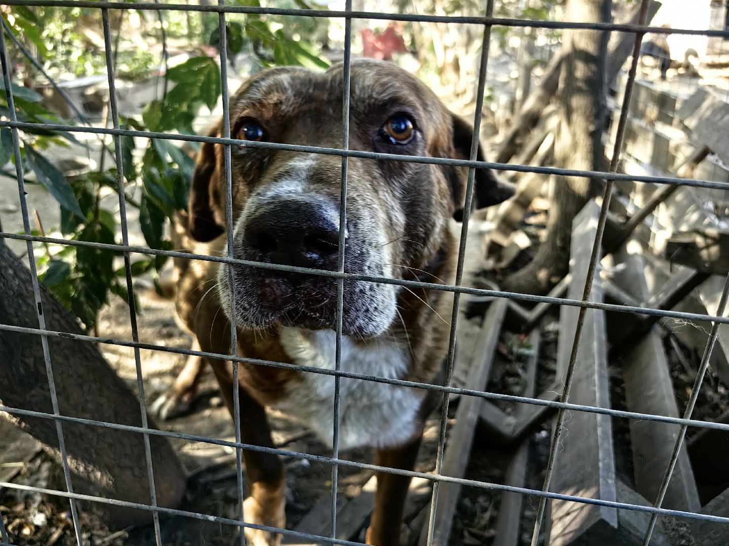 собака, приют для животных, корм, вольер,