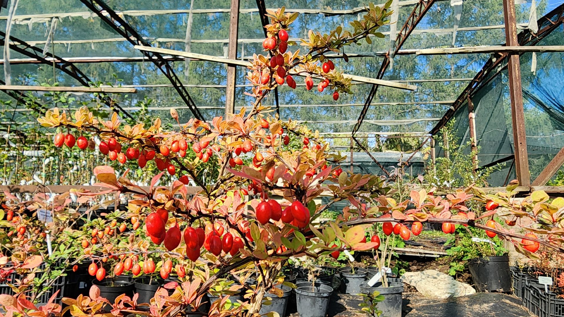 Подмосковье, городской округ пушкинский, Ивантеевка, сельское хозяйство,