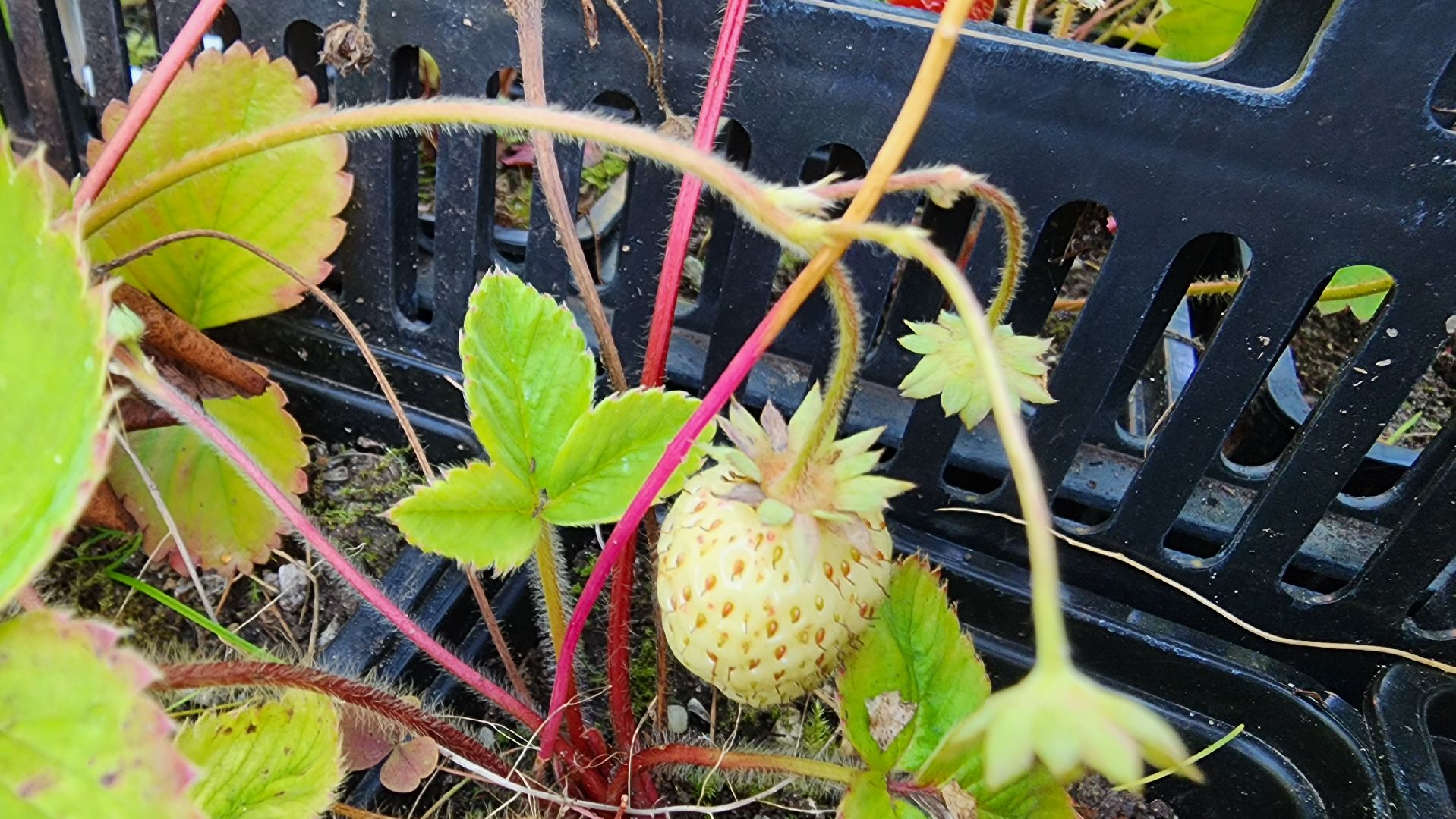 Подмосковье, городской округ пушкинский, Ивантеевка, сельское хозяйство,