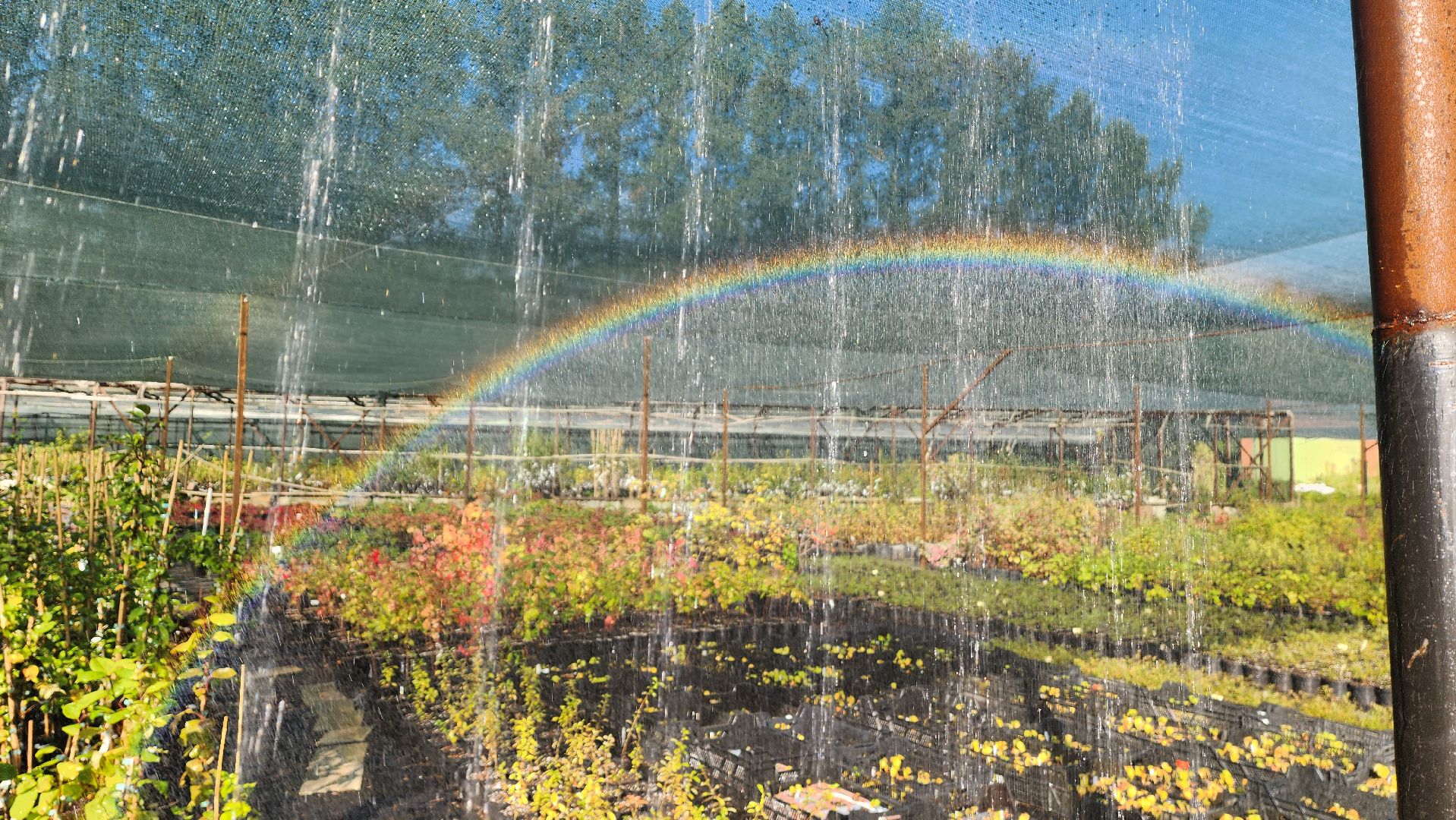 Подмосковье, городской округ пушкинский, Ивантеевка, сельское хозяйство,