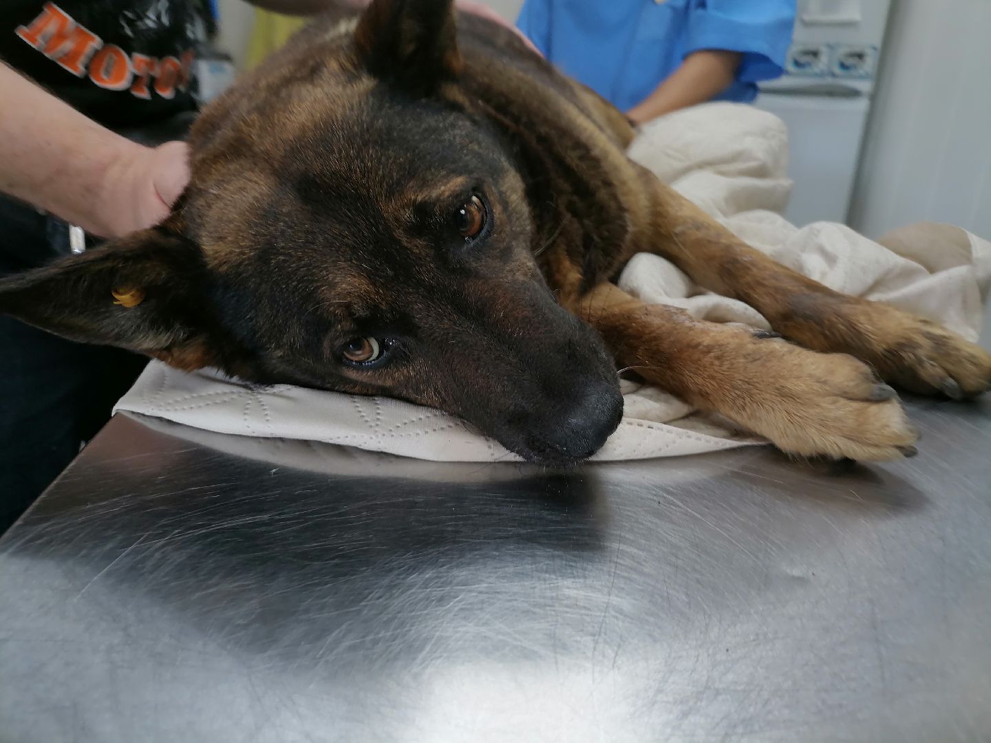 волонтерство,