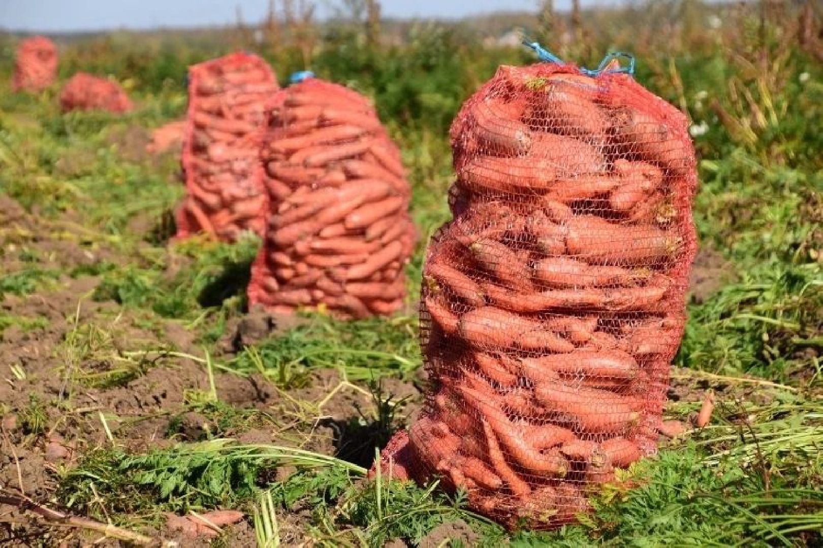 экономика, сельское хозяйство, воскресенск, овощи, урожай,