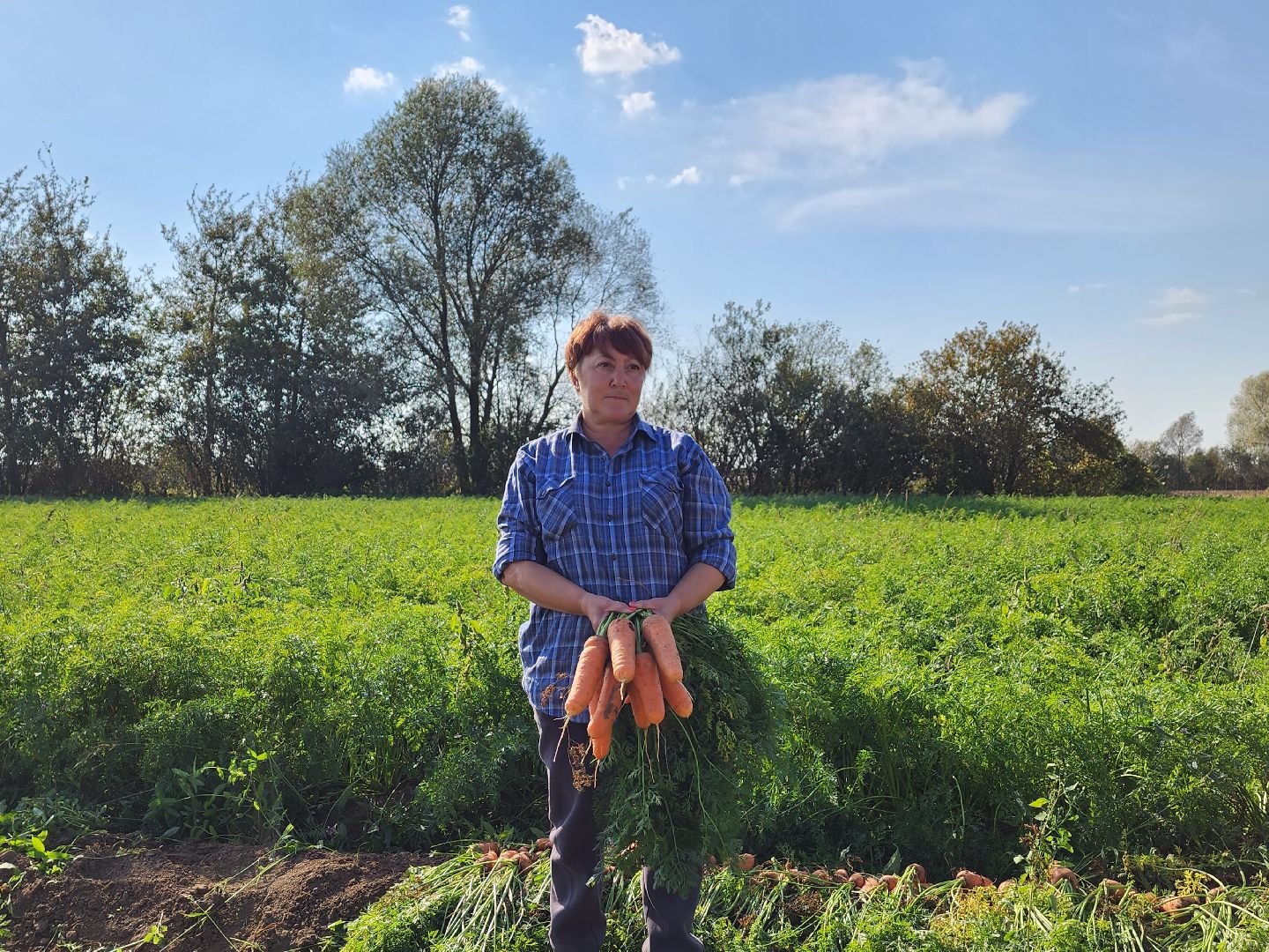 экономика, сельское хозяйство, воскресенск, овощи, урожай,