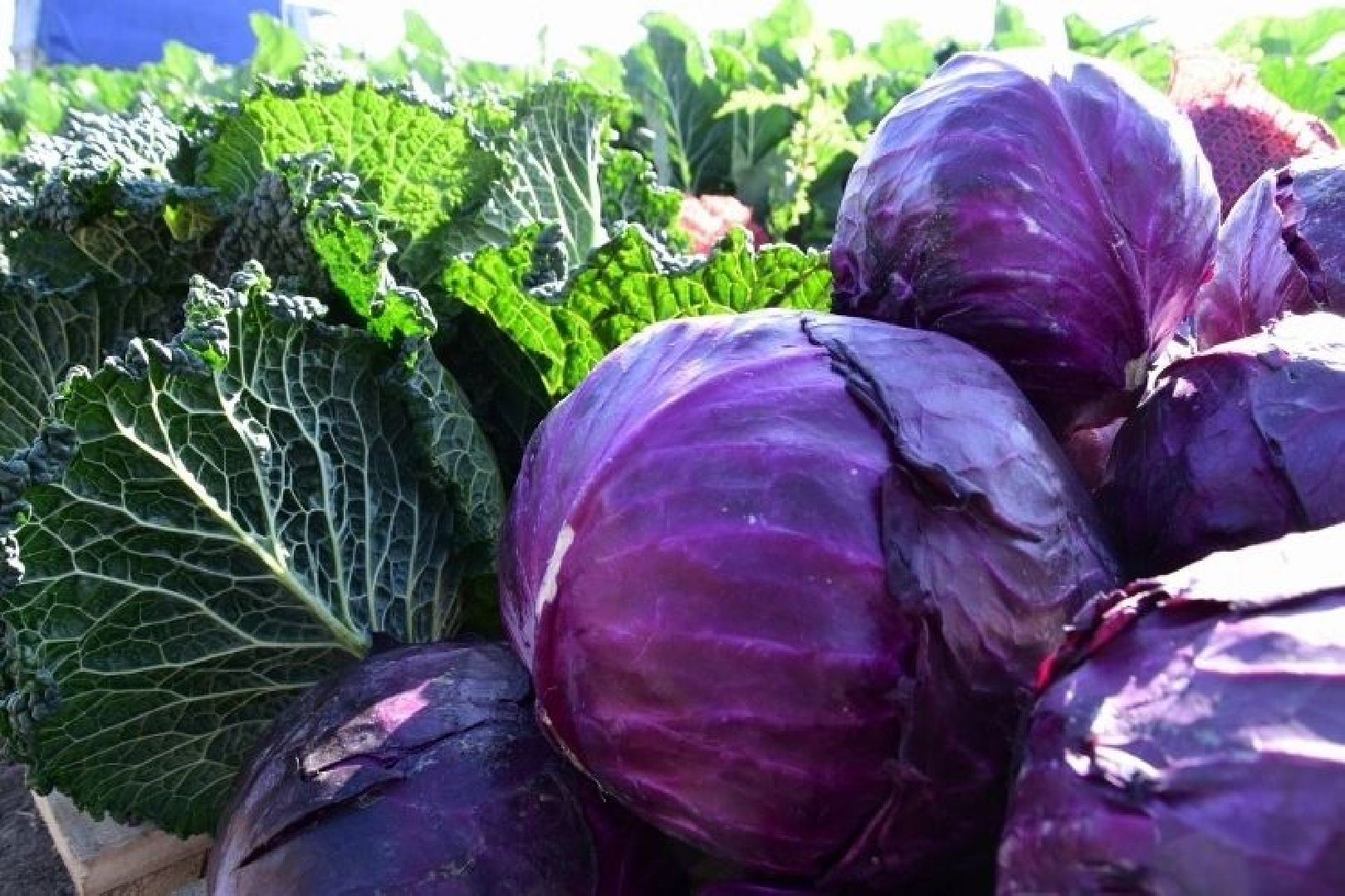 экономика, сельское хозяйство, воскресенск, овощи, урожай,