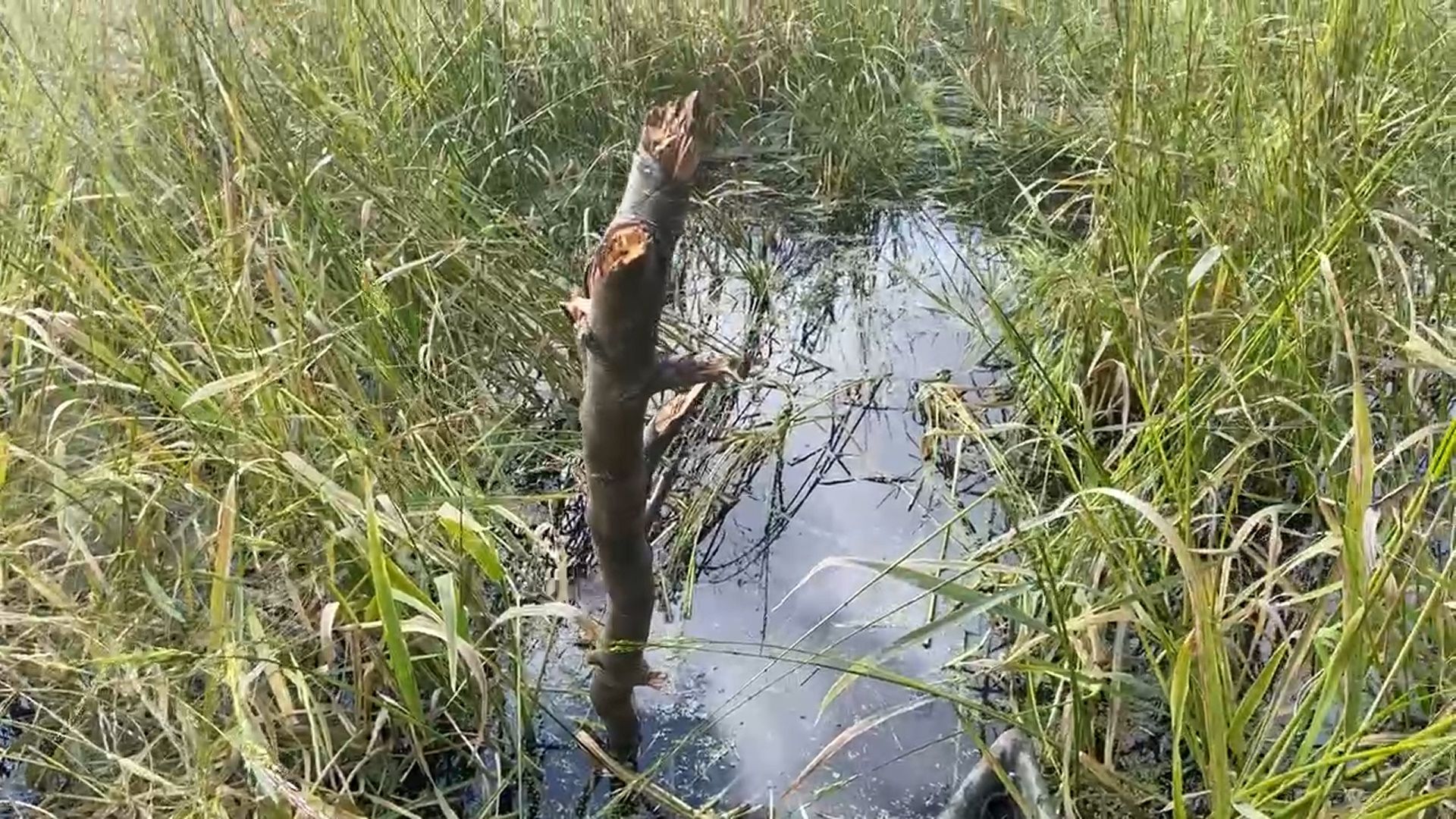 шатура, зизания, дикий рис, черный рис, охота, карьеры, утки, добыча, урожай, охотоведы,