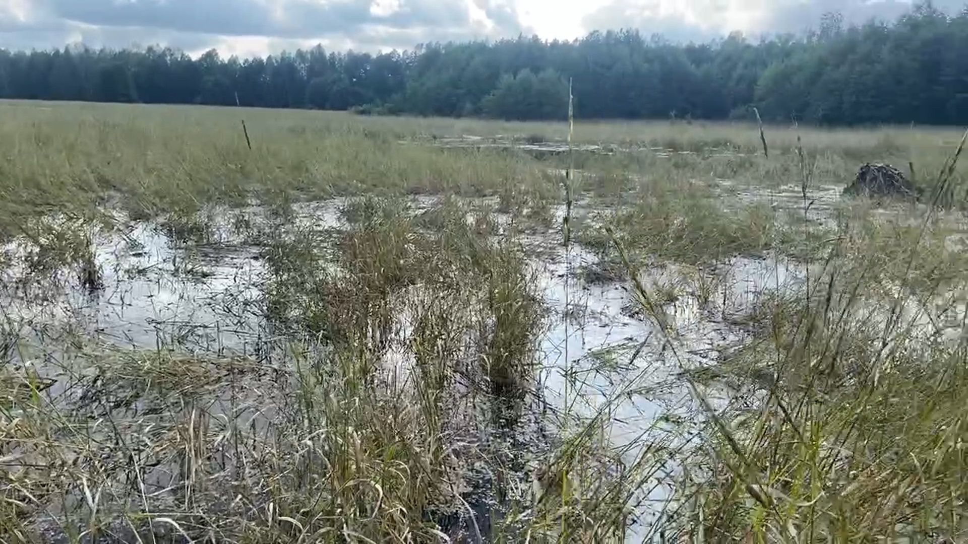 шатура, зизания, дикий рис, черный рис, охота, карьеры, утки, добыча, урожай, охотоведы,