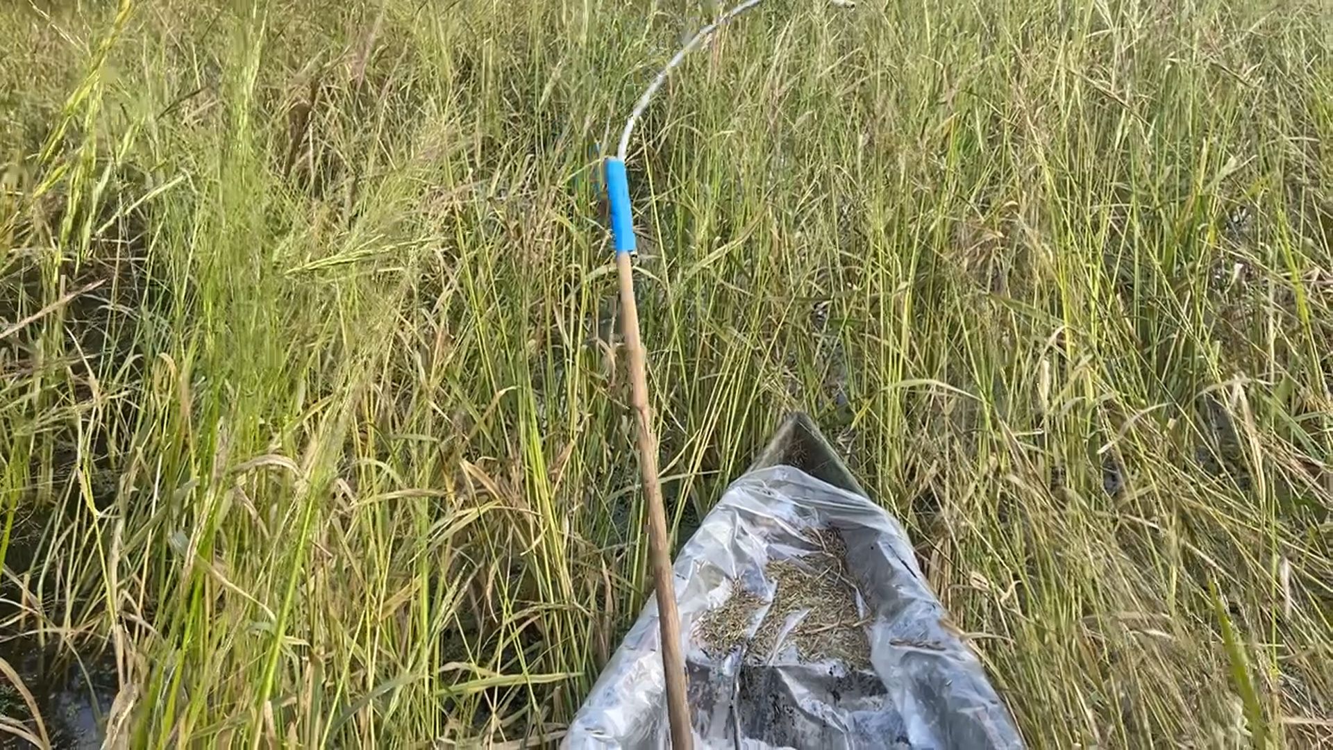 шатура, зизания, дикий рис, черный рис, охота, карьеры, утки, добыча, урожай, охотоведы,