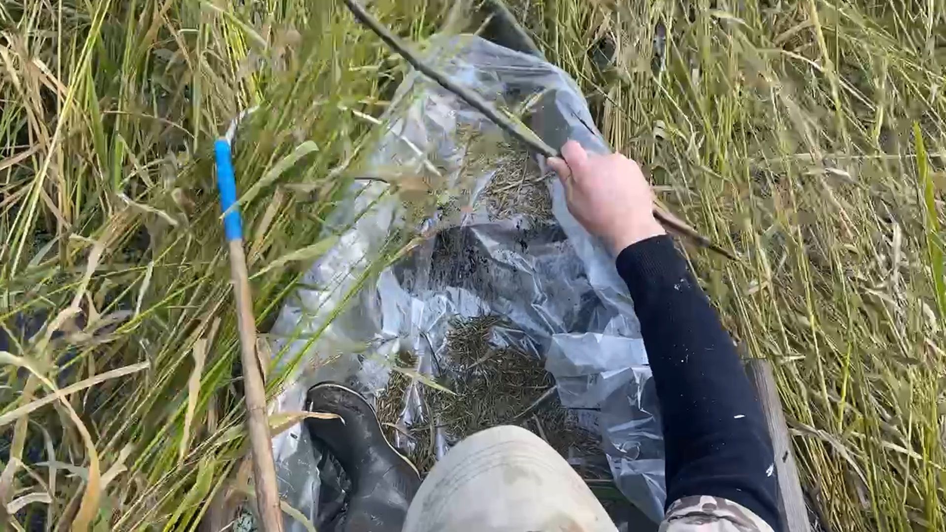 шатура, зизания, дикий рис, черный рис, охота, карьеры, утки, добыча, урожай, охотоведы,