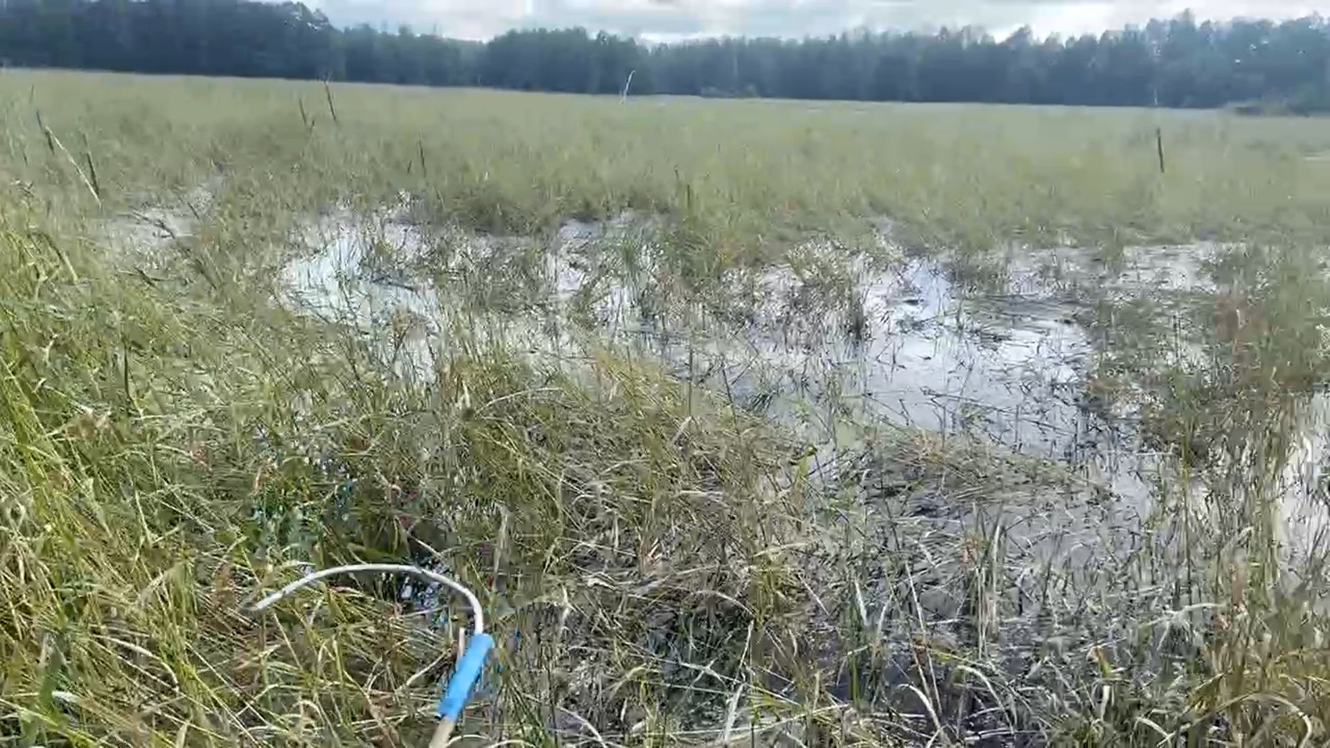 шатура, зизания, дикий рис, черный рис, охота, карьеры, утки, добыча, урожай, охотоведы,