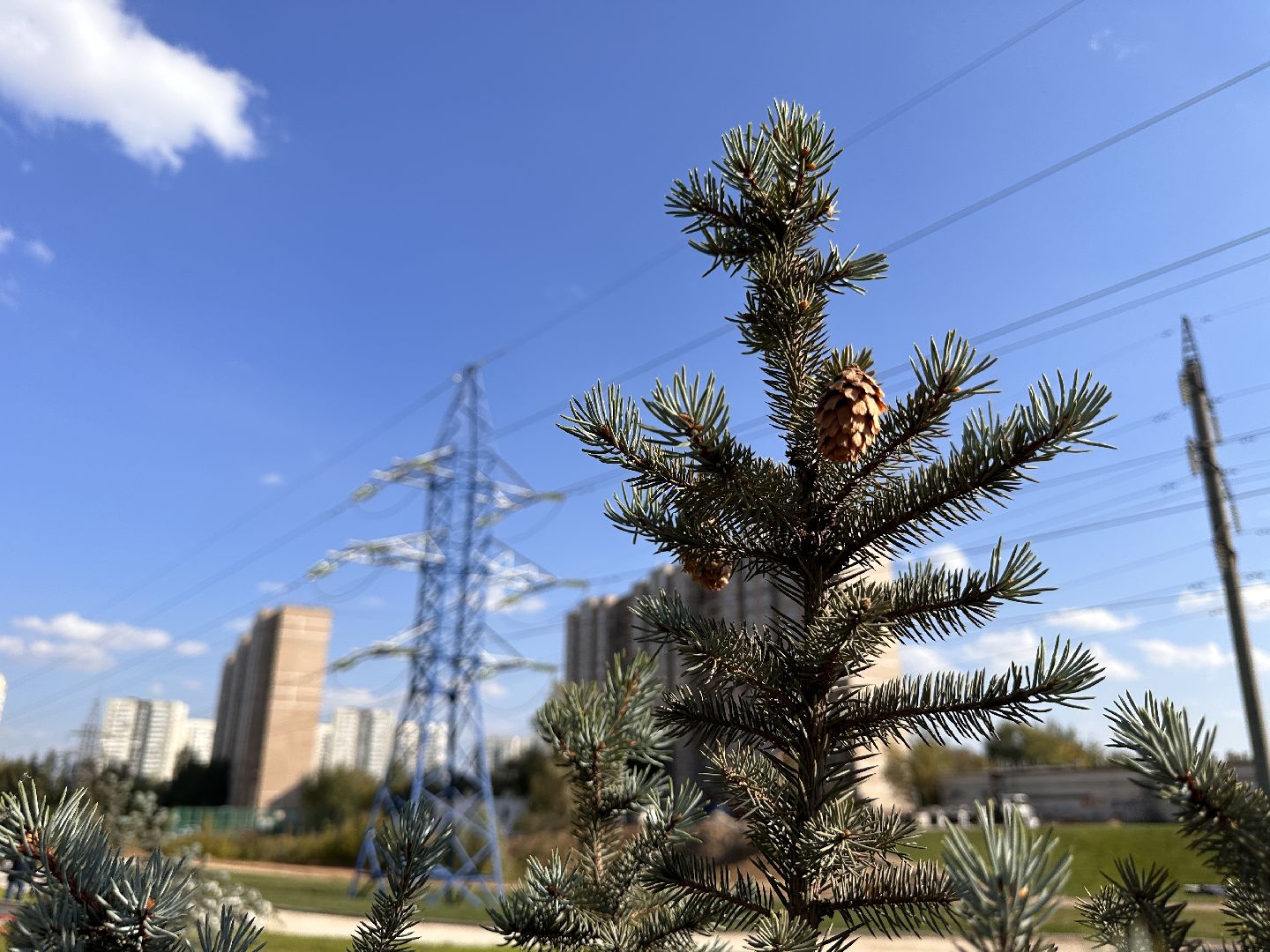 Одинцово, Благоустройство, Экология, Озеленение, Парк Союзный,