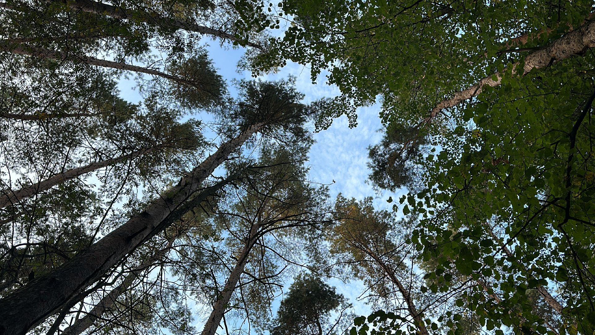 Одинцово, Лайм, клещевой энцефалит,