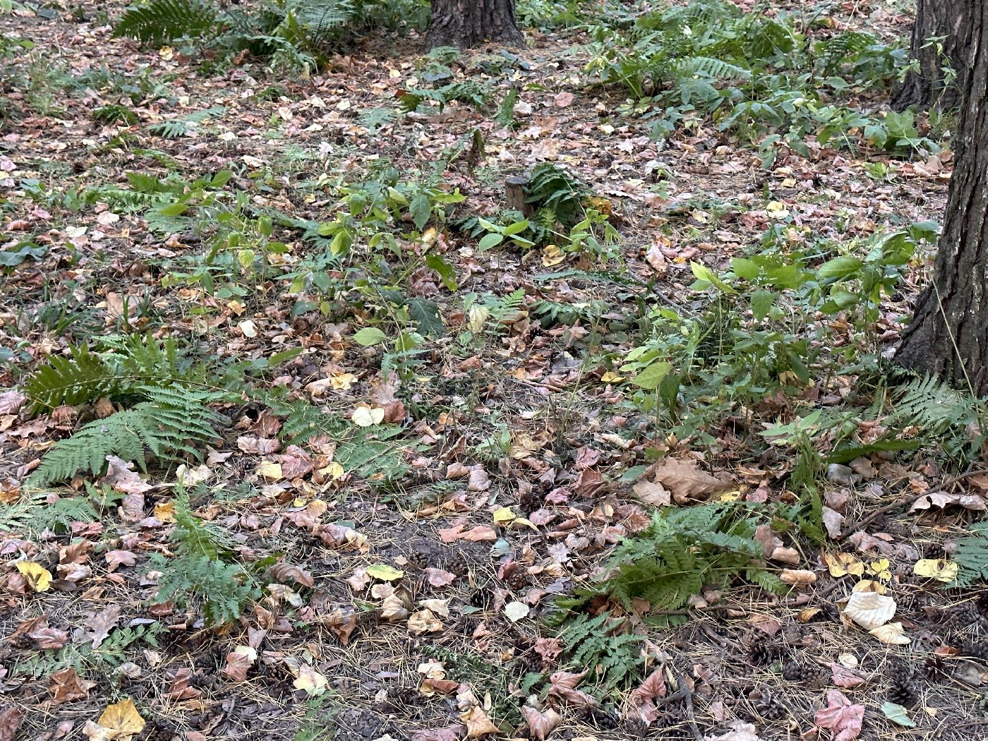 Одинцово, Лайм, клещевой энцефалит,