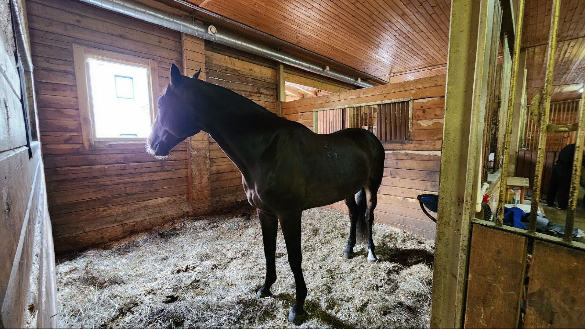 Дмитров, Максима парк, Чемпионат России по выездке,