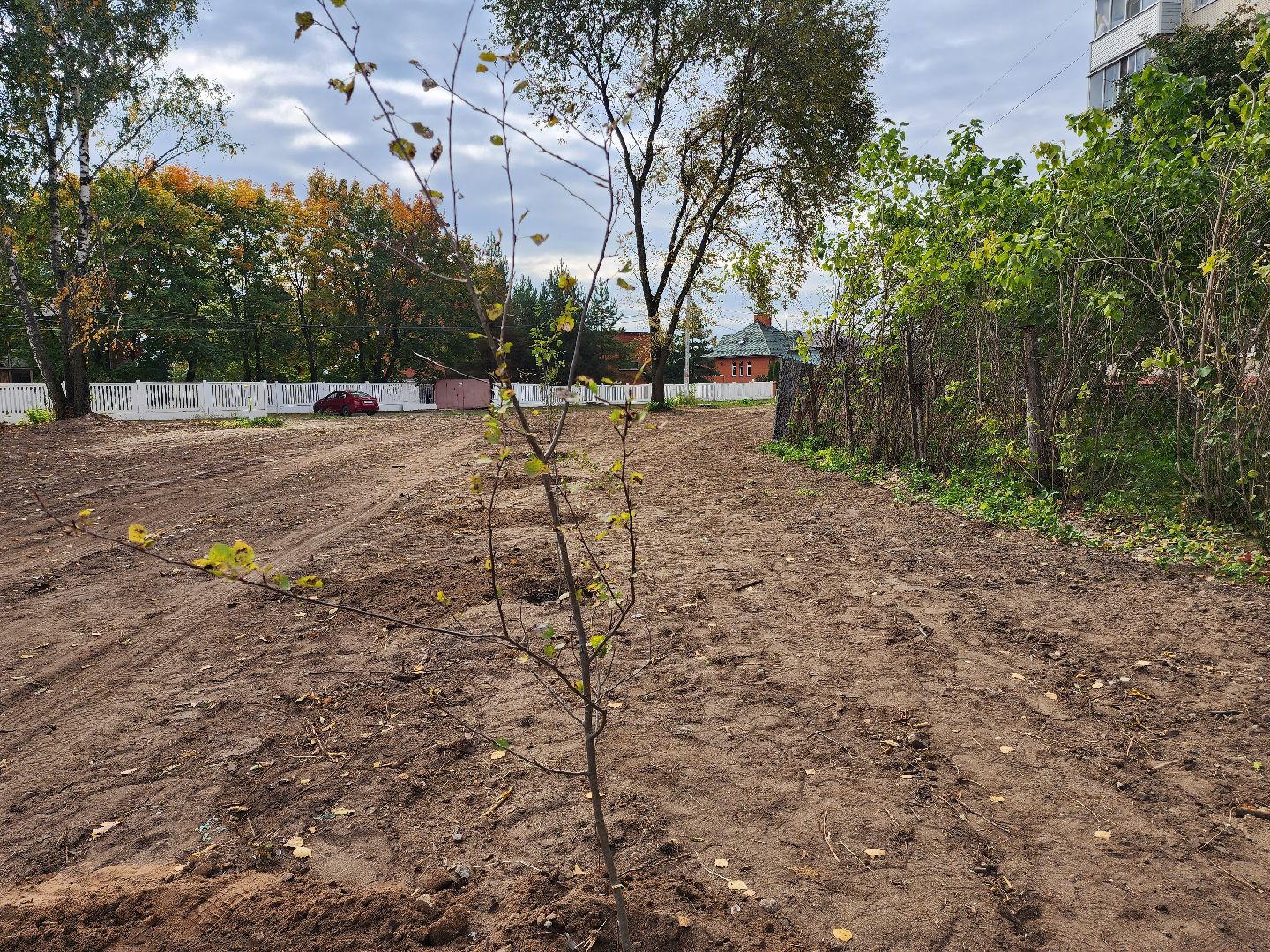 раменское, экология, наш лес, посади свое дерево, дубовая роща,