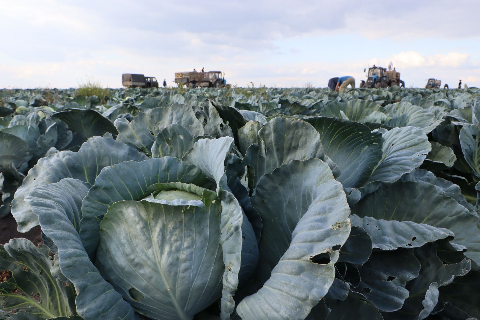 Серебряные Пруды, сельское хозяйство, овощи, еда, работа, природа, урожай,