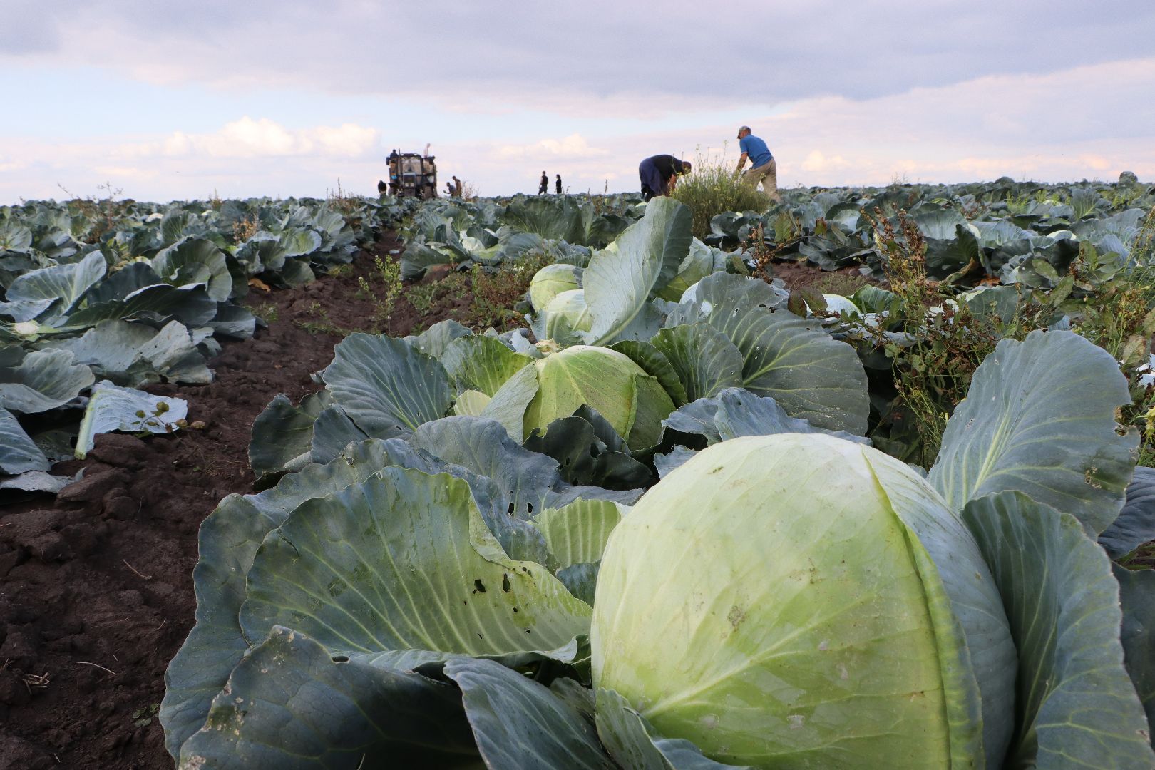Серебряные Пруды, сельское хозяйство, овощи, еда, работа, природа, урожай,
