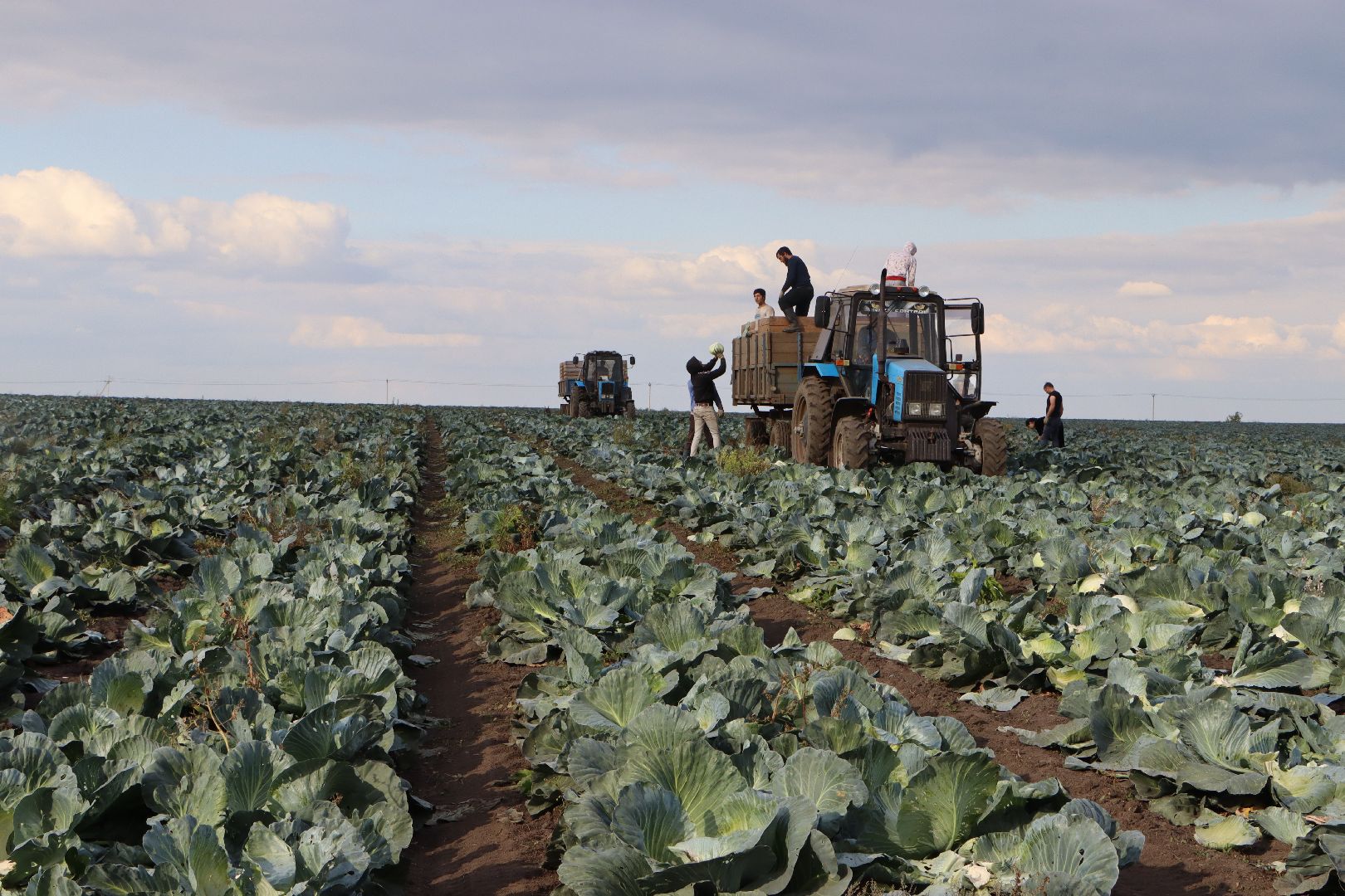 Серебряные Пруды, сельское хозяйство, овощи, еда, работа, природа, урожай,