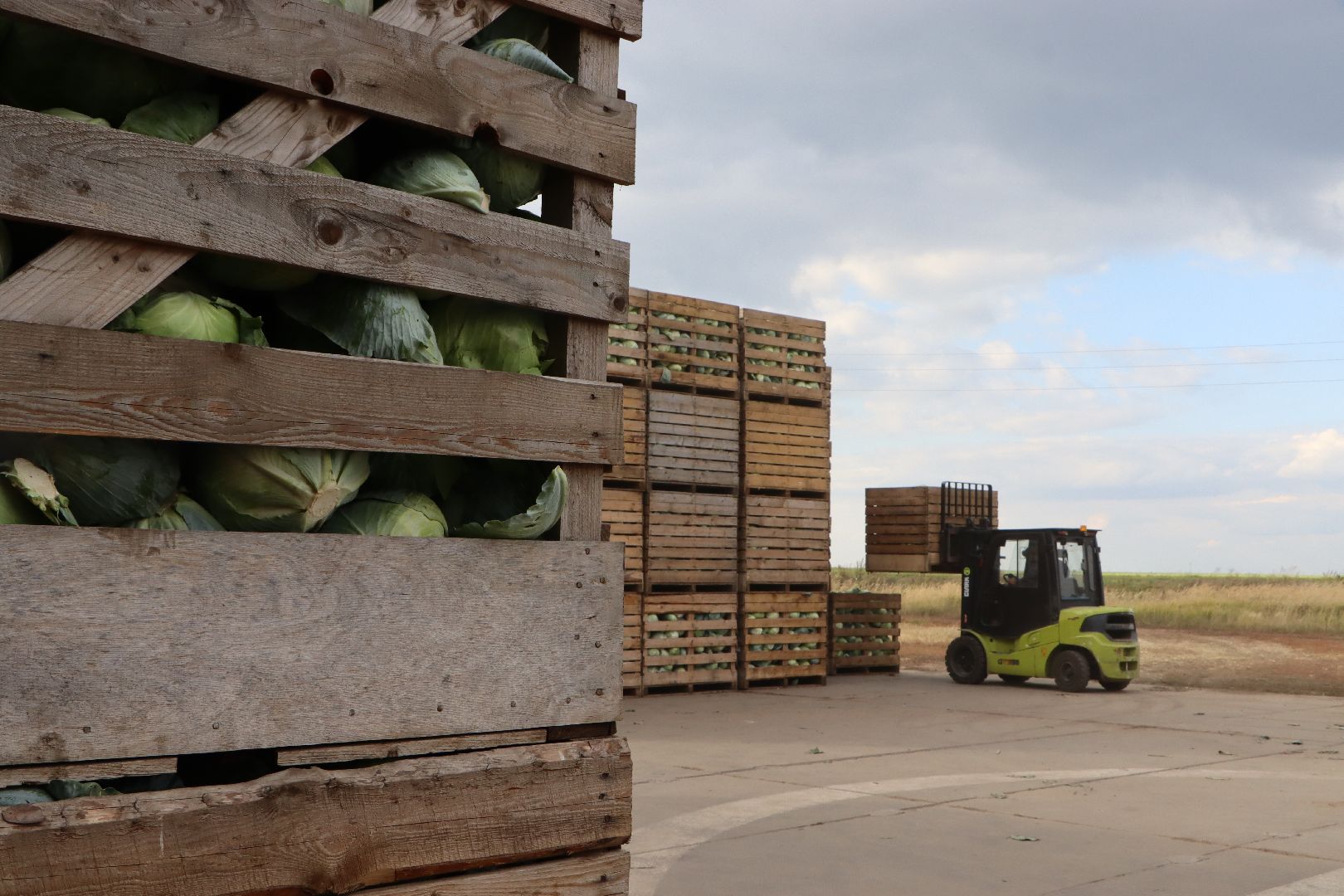 Серебряные Пруды, сельское хозяйство, овощи, еда, работа, природа, урожай,