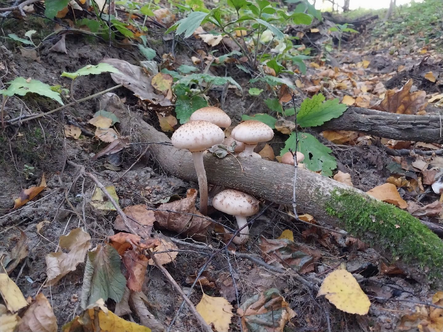 Коломна, грибной сезон, грибы, лес, сбор грибов,