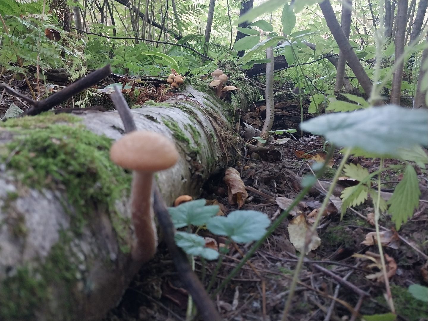 Коломна, грибной сезон, грибы, лес, сбор грибов,