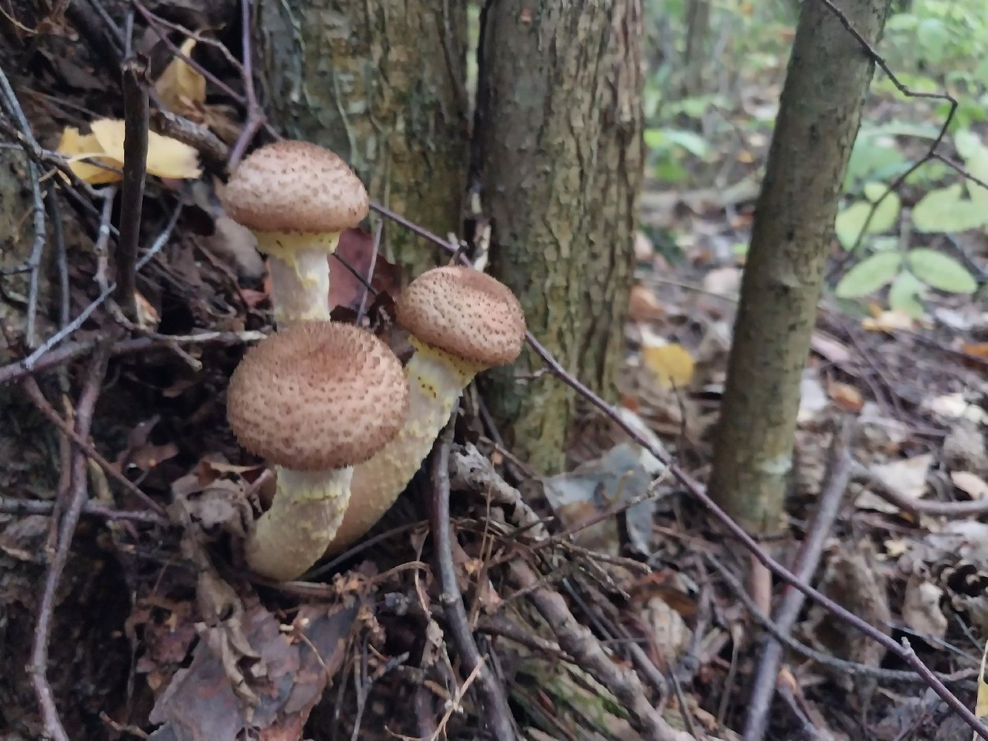 Коломна, грибной сезон, грибы, лес, сбор грибов,